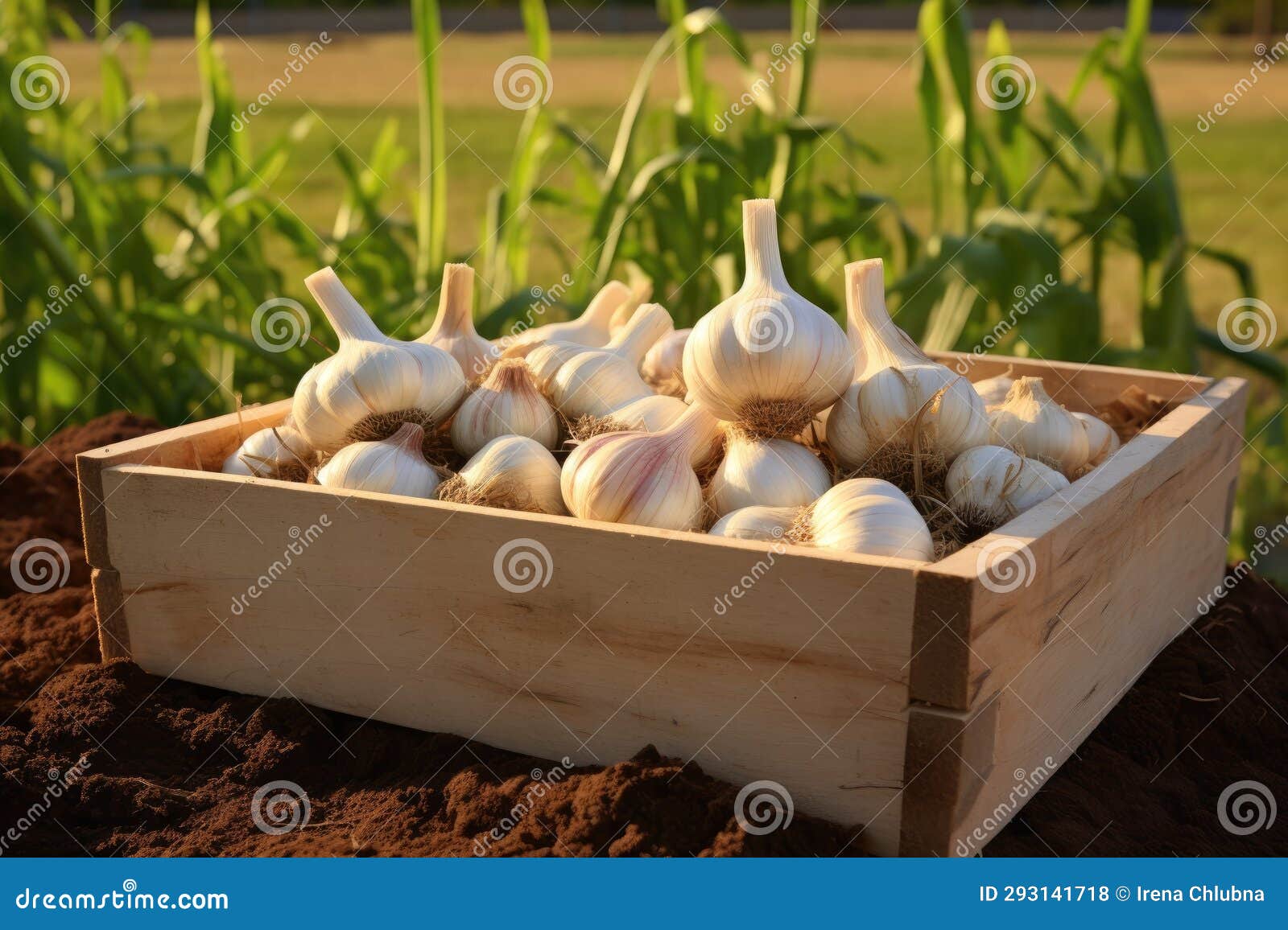 Harvest Garlic in the Garden Stock Photo Image of fresh, market