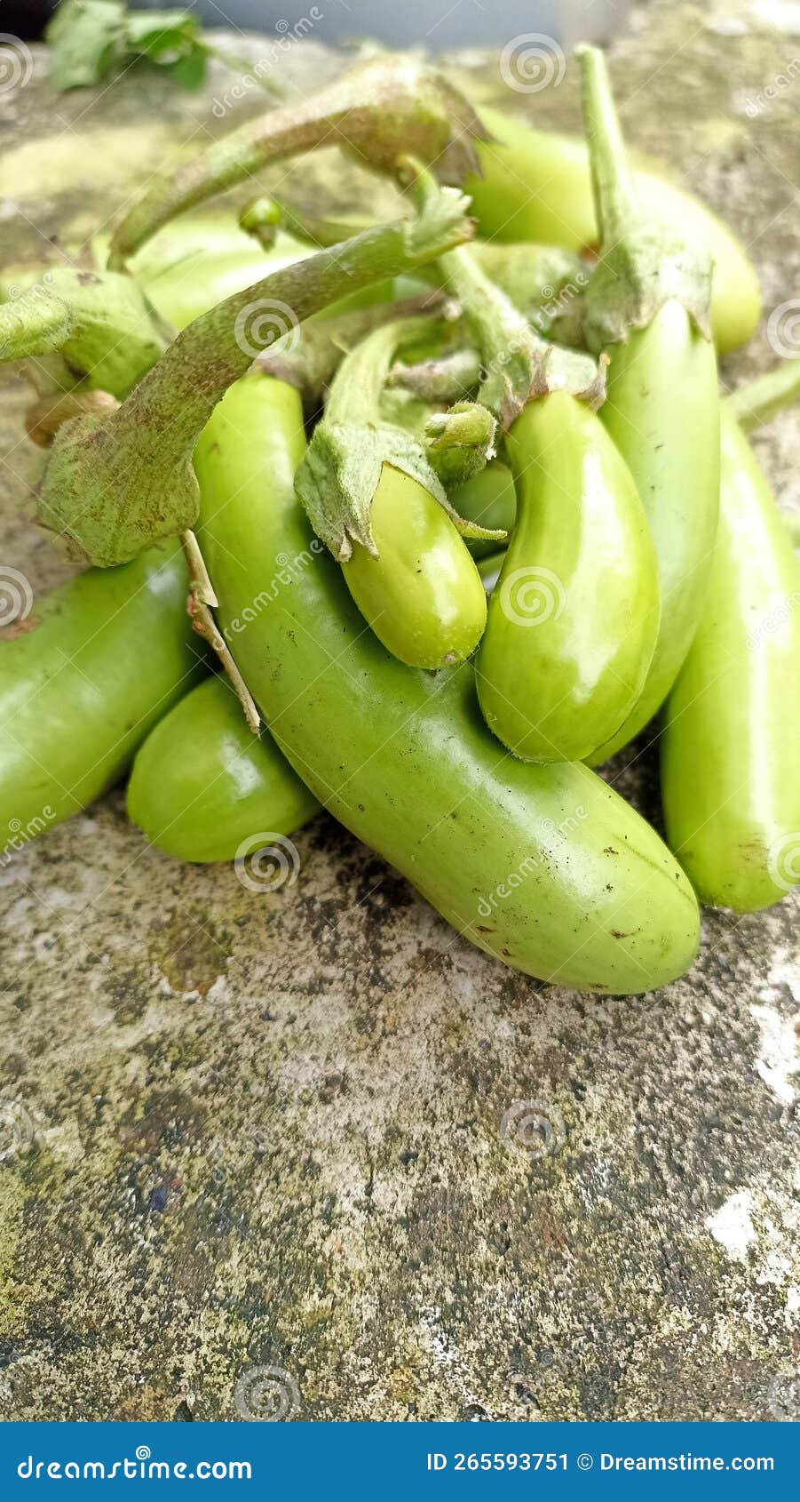 Harvest Green Eggplant in the Back Garden Stock Image Image of fruit