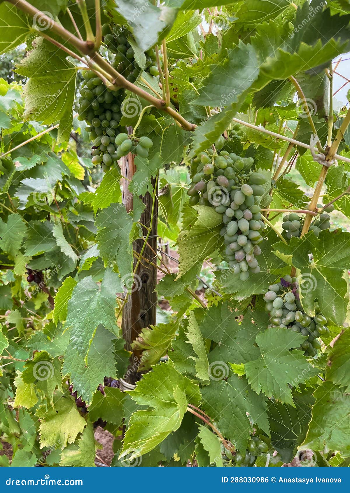 The Harvest of Green Grapes Ripens in the Vineyard. Grapes for Wine