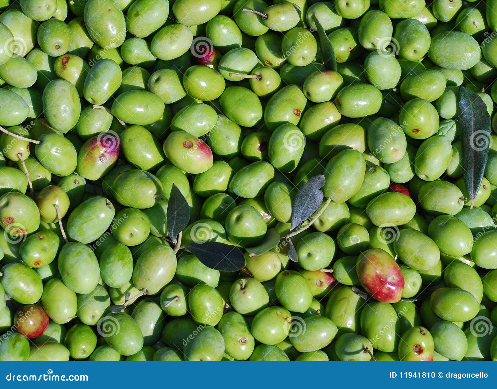 A Harvest of Green Olives stock photo. Image of harvest 11941810