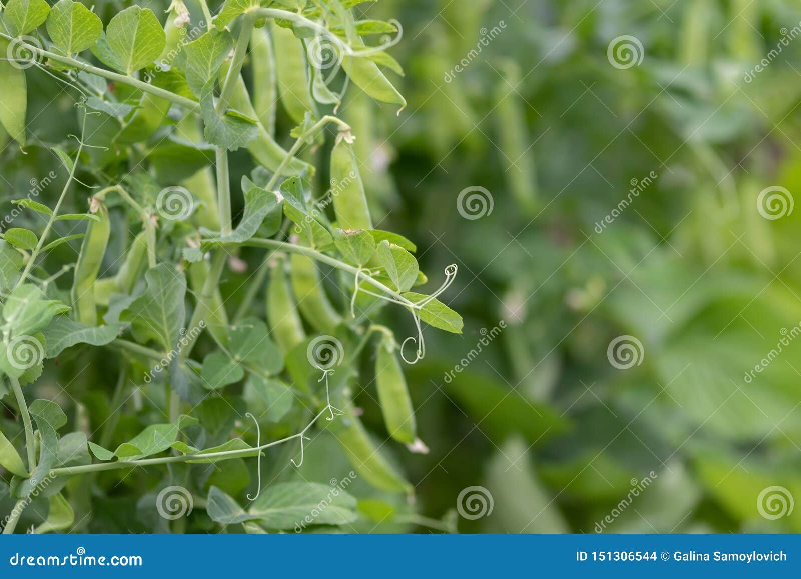 Harvest of green peas stock photo. Image of closeup 151306544