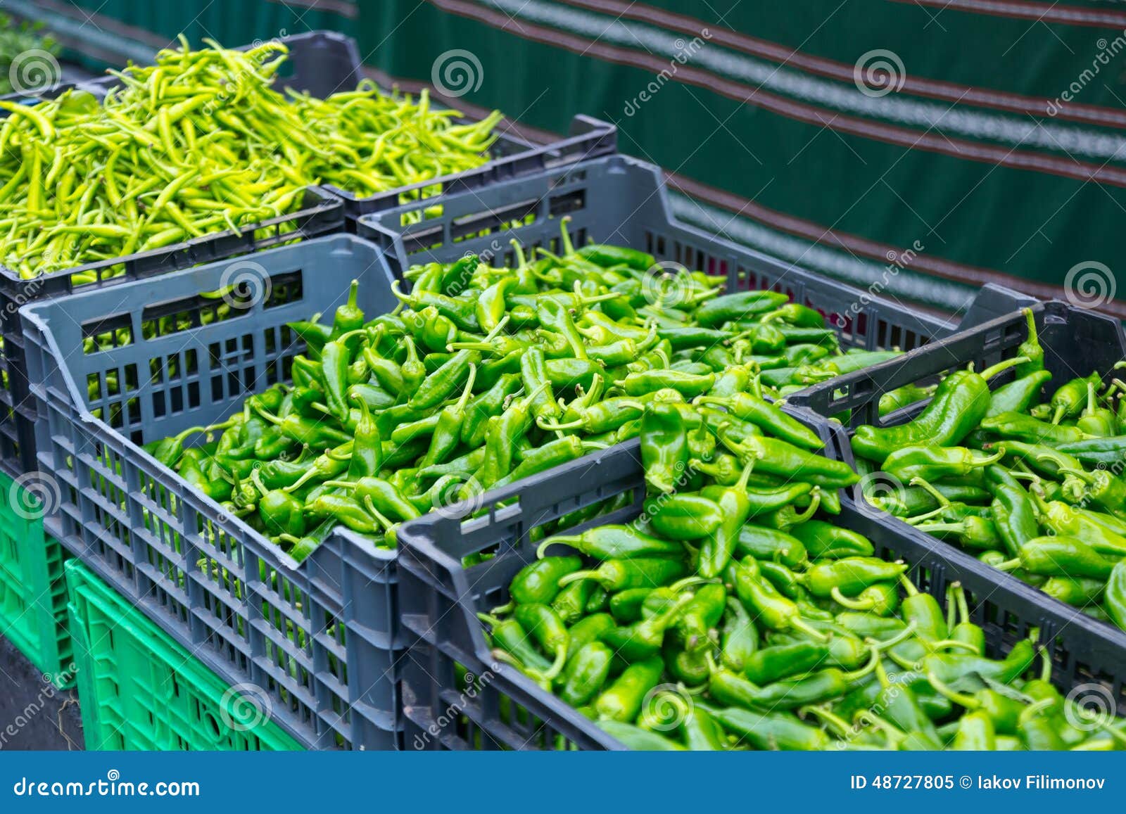 Harvest of green peppers stock image. Image of farmer 48727805
