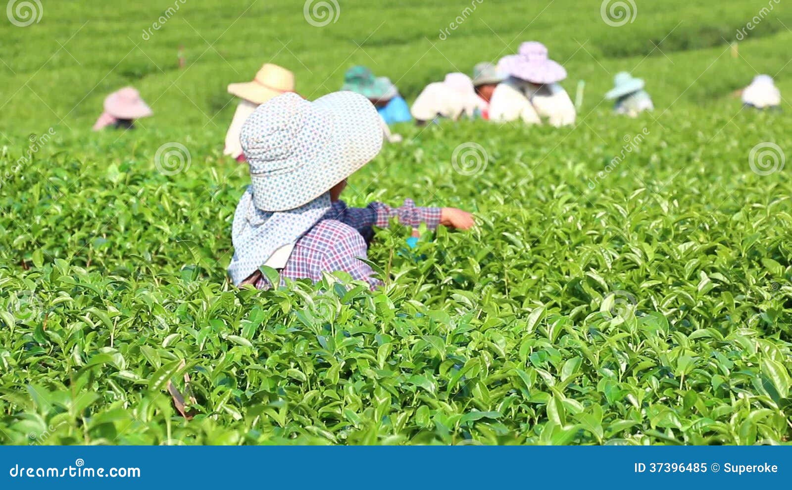 Green Tea Infusion Stock Footage Video (100% Royalty-free) 3572639