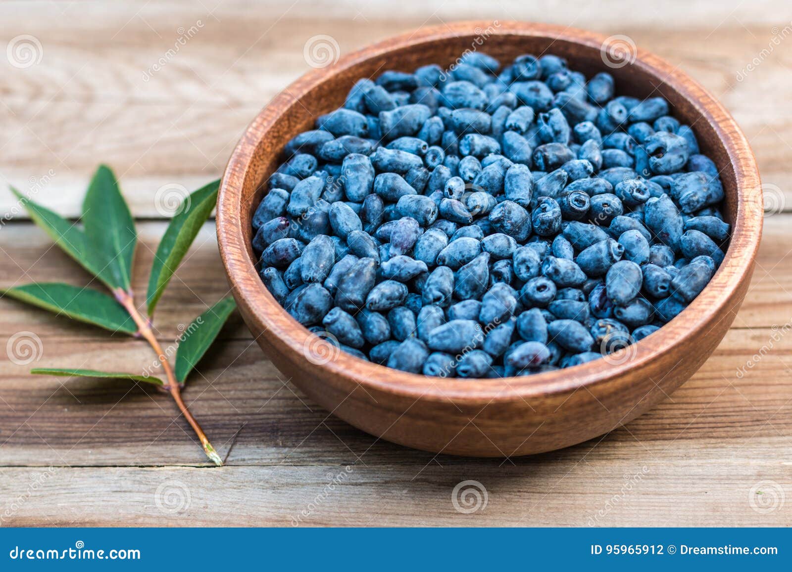 harvest of haskap berries, lonicera caerulea, also calles honeyberries, blue berry honeysuckle or sweetberry honeysuckle