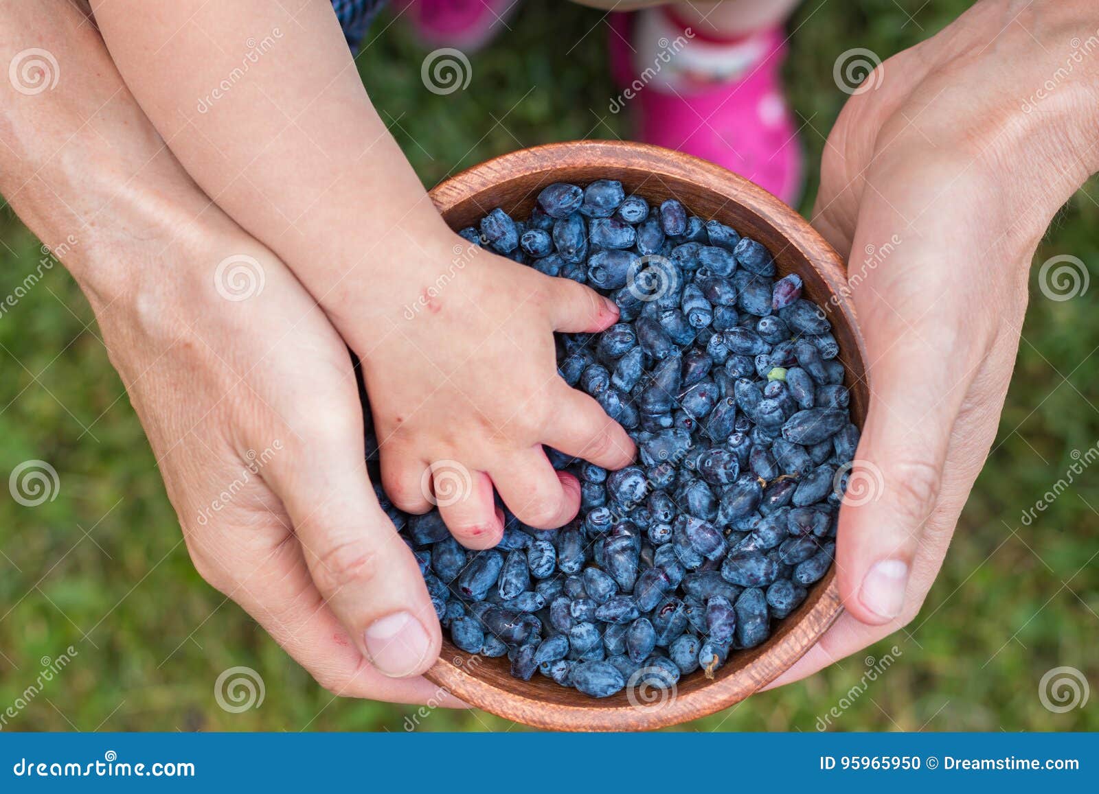 harvest of haskap berries, lonicera caerulea, also calles honeyberries, blue berry honeysuckle or sweetberry honeysuckle
