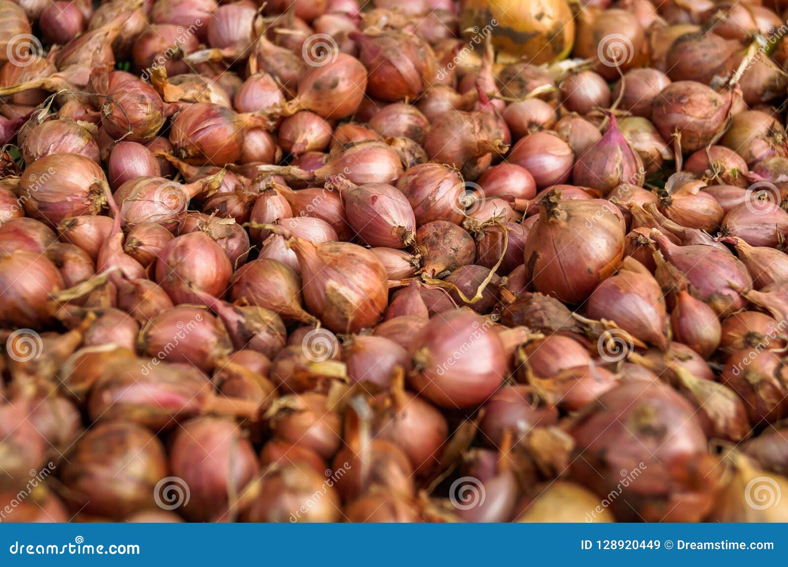 Harvest of juicy onions stock image. Image of brown 128920449