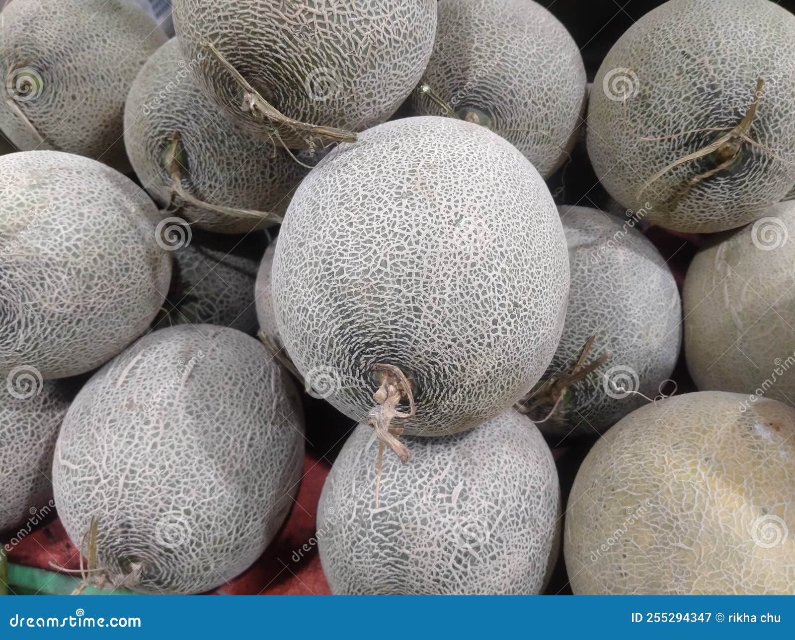 Harvest melon fruit stock image. Image of sweet, sour 255294347