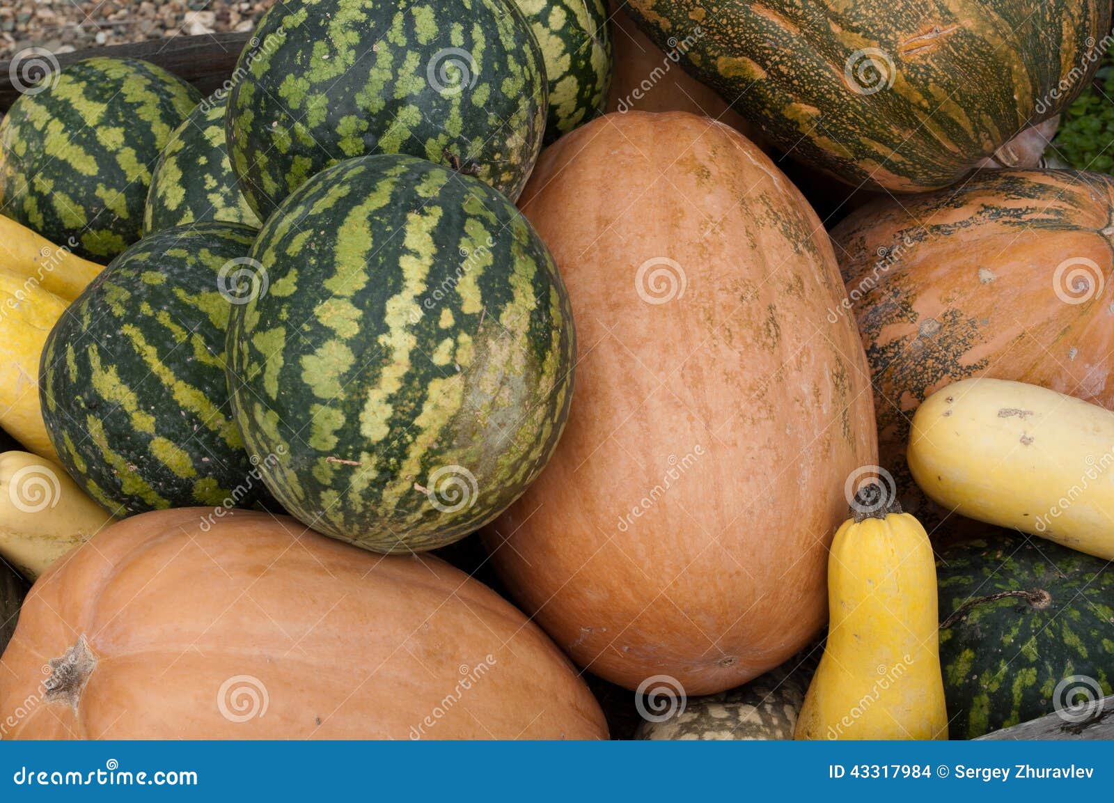 Harvest melons stock photo. Image of autumn, cultivate 43317984