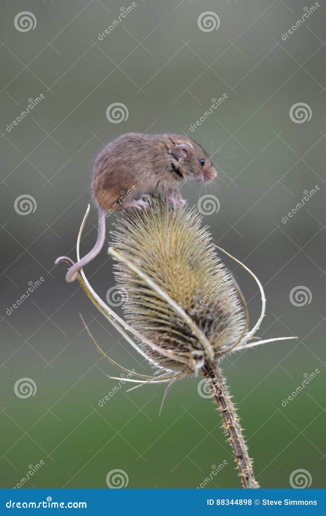 Harvest Mouse stock photo. Image of mouse, wild, endangered 88344898