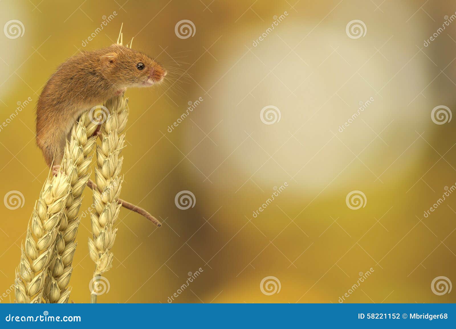 harvest mouse on wheat