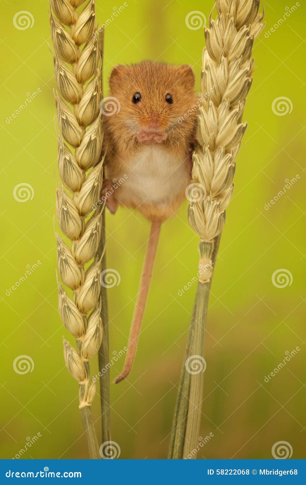 harvest mouse on wheat