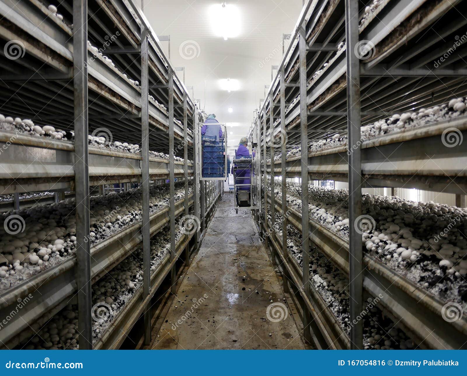 The Harvest of Mushrooms. Industrial Cultivation of Mushrooms Stock