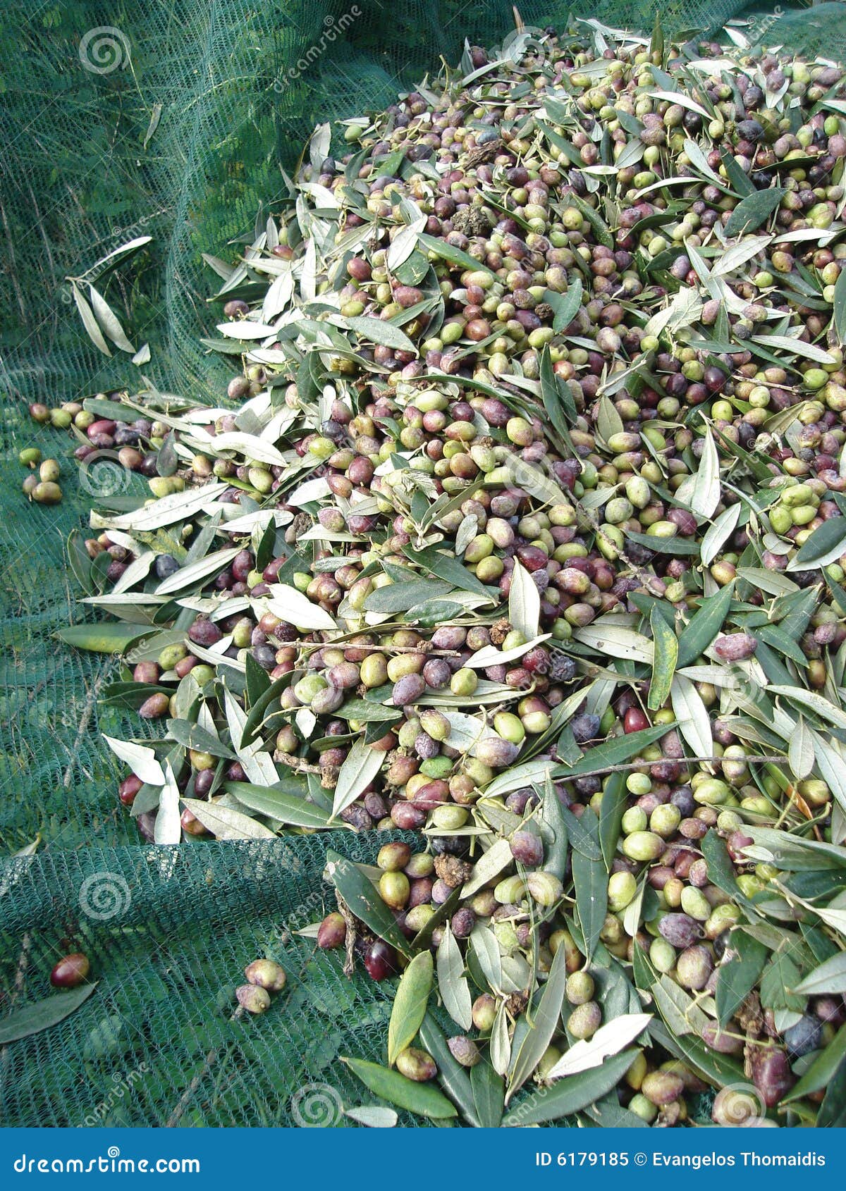 Harvest olives stock image. Image of farmland, green, healthy 6179185