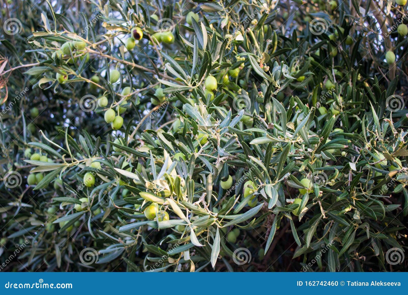 Harvest olives in Sicily stock photo. Image of harvested 162742460