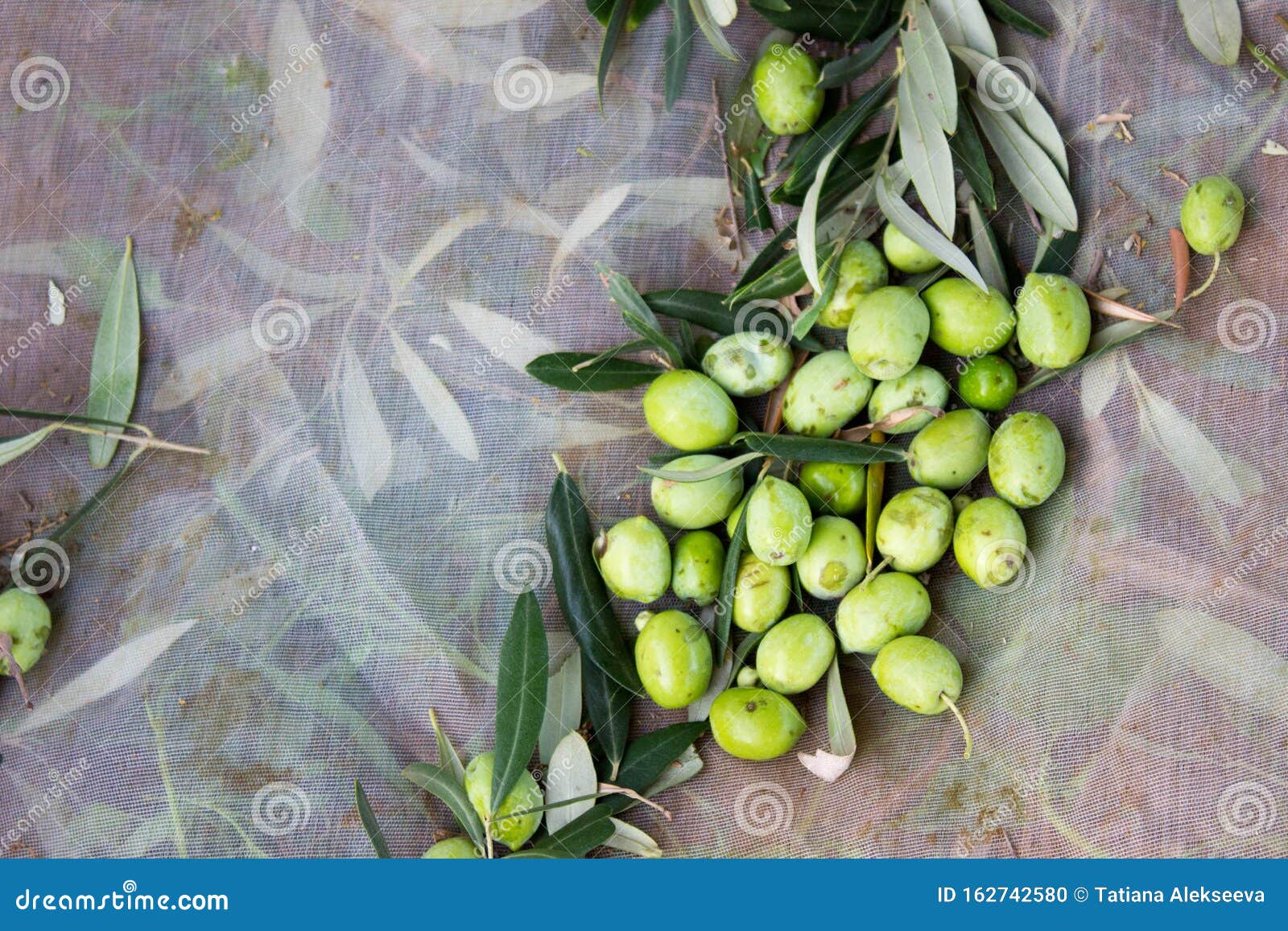 Harvest olives in Sicily stock photo. Image of fruit 162742580