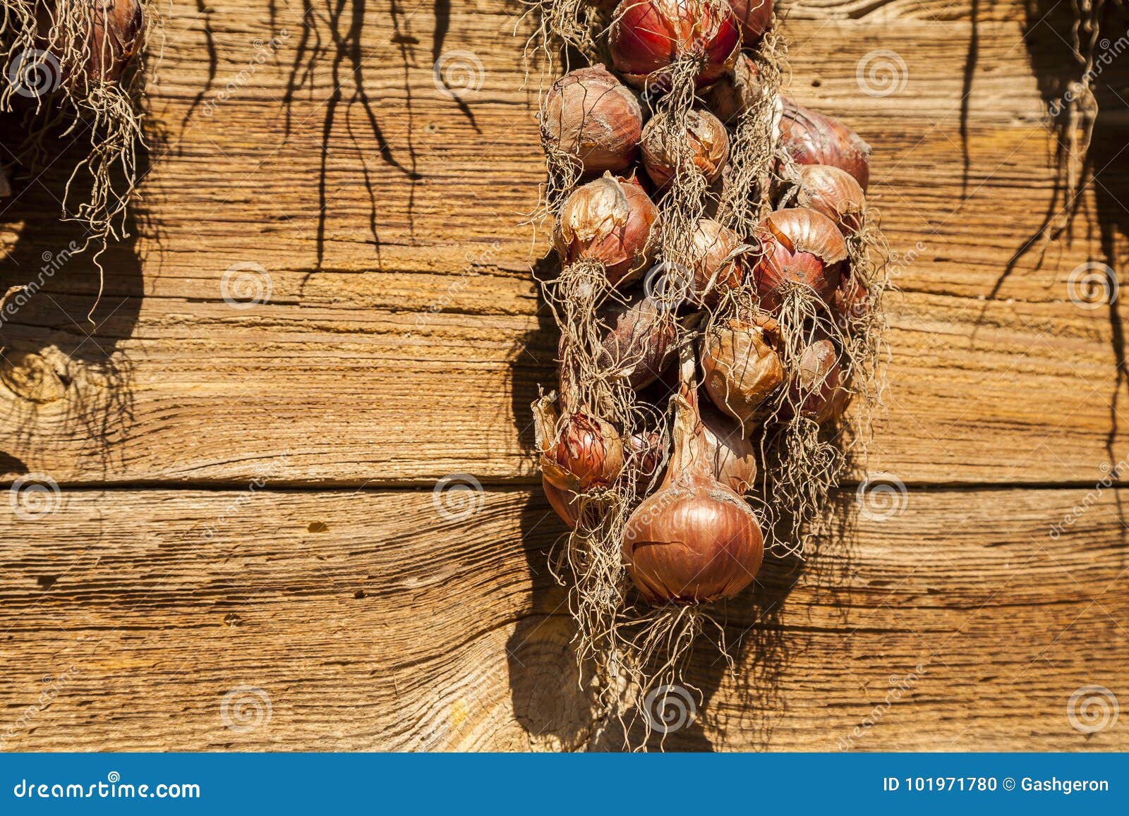 Harvest of Onion. Drying of Onions on Sun Stock Photo Image of