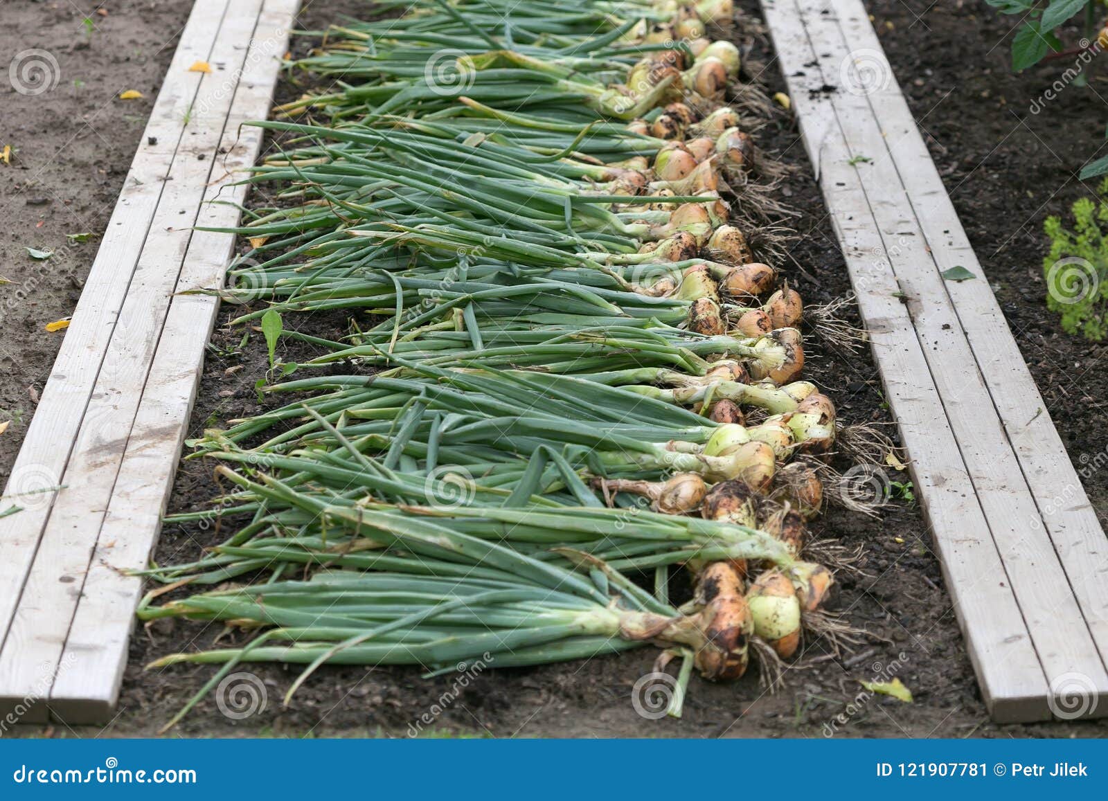 Harvest of onion stock image. Image of gardening, harvesting 121907781