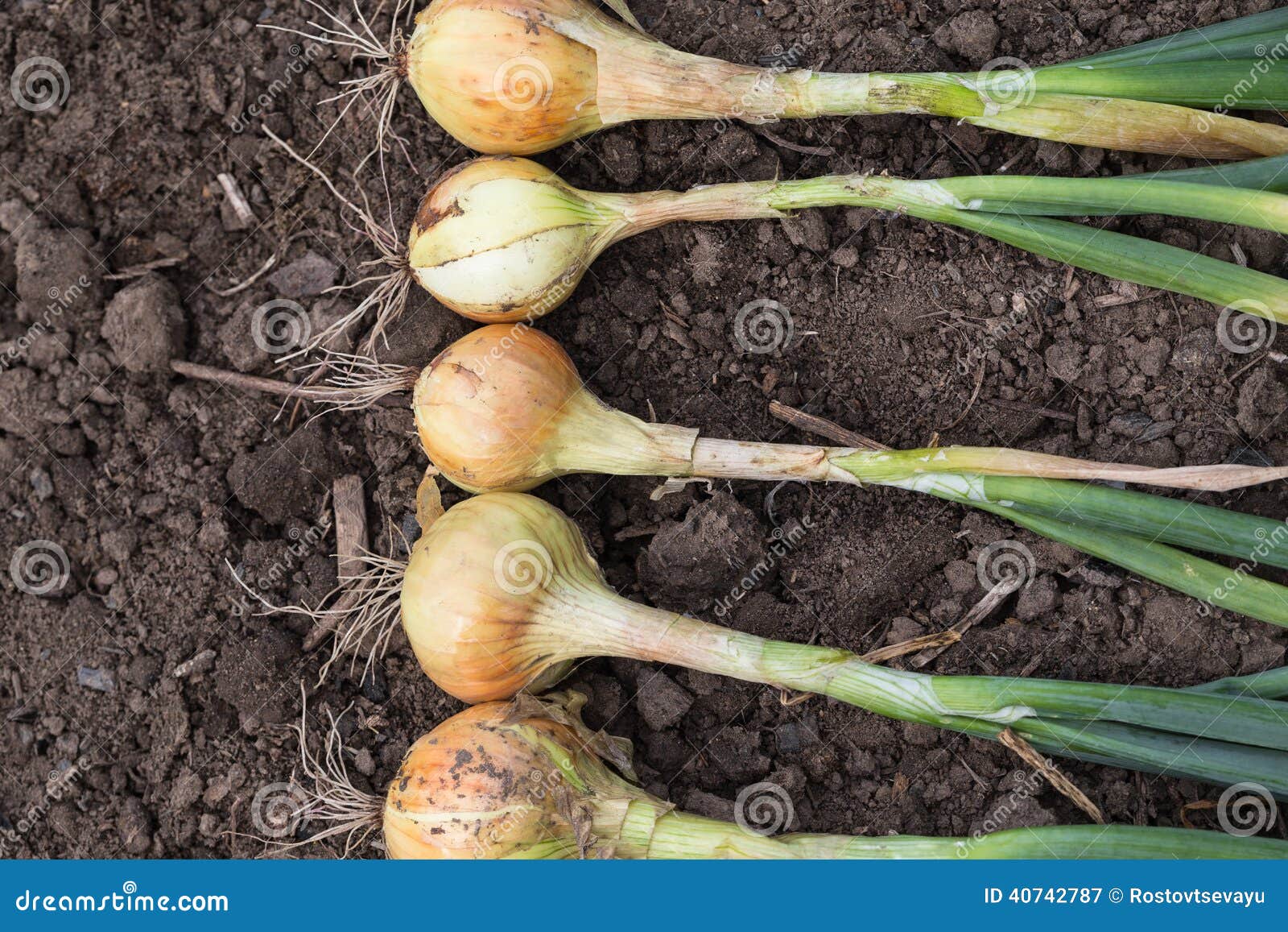 Harvest of Onion on the Ground. Stock Image Image of bulb, yield