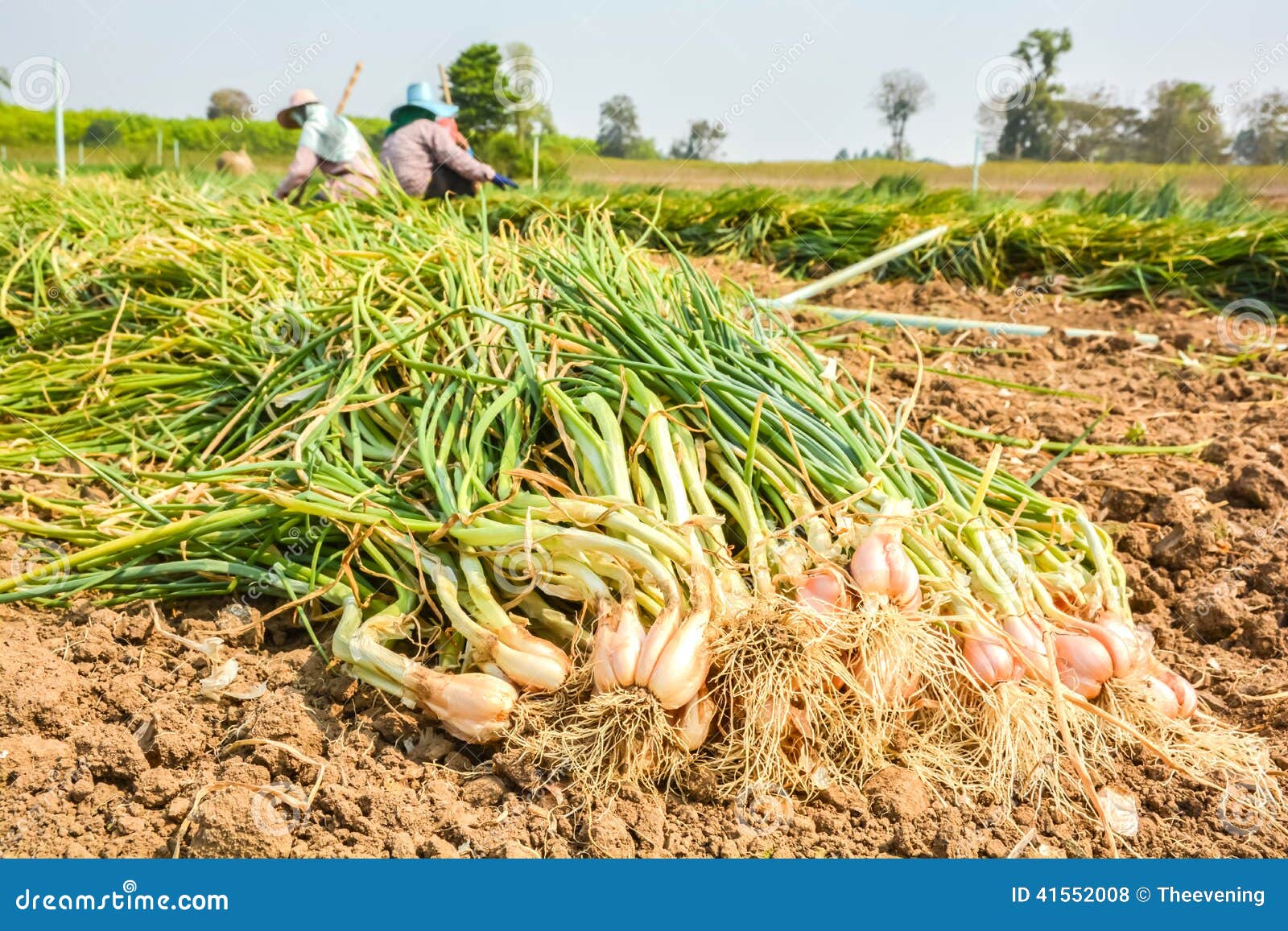Harvest onions stock photo. Image of nature, group, cultivation 41552008