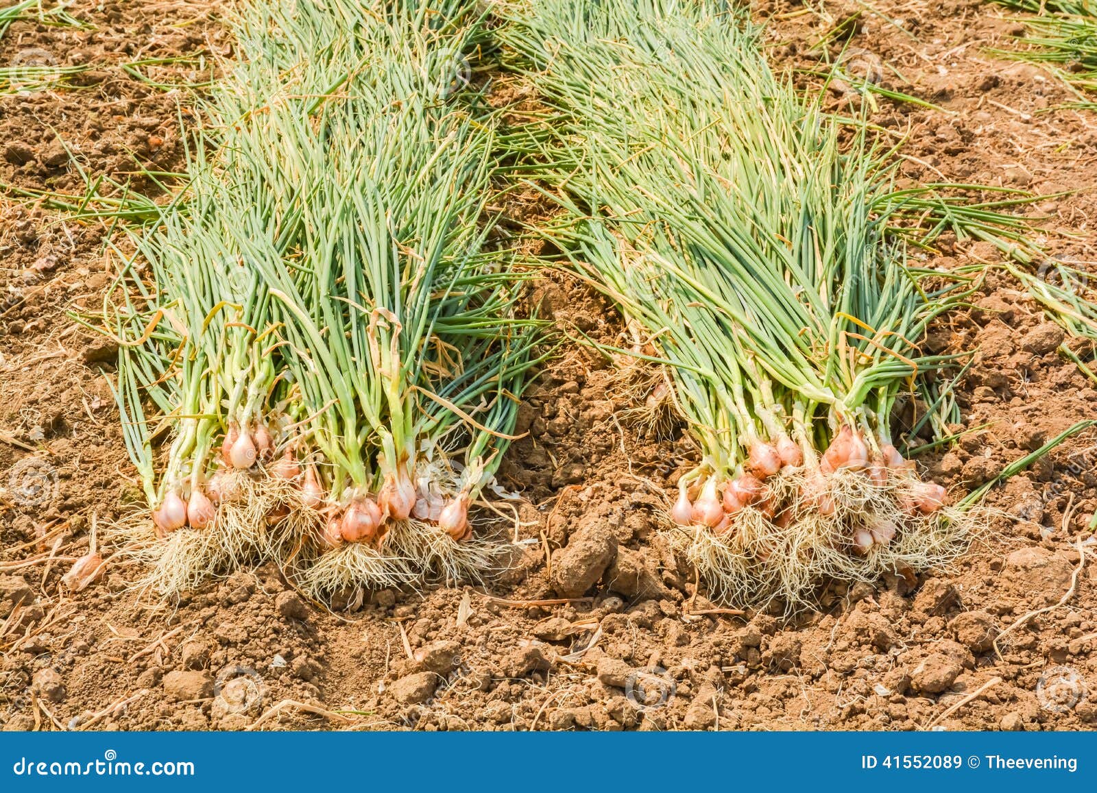 Harvest onions stock image. Image of growth, ground, leaves 41552089