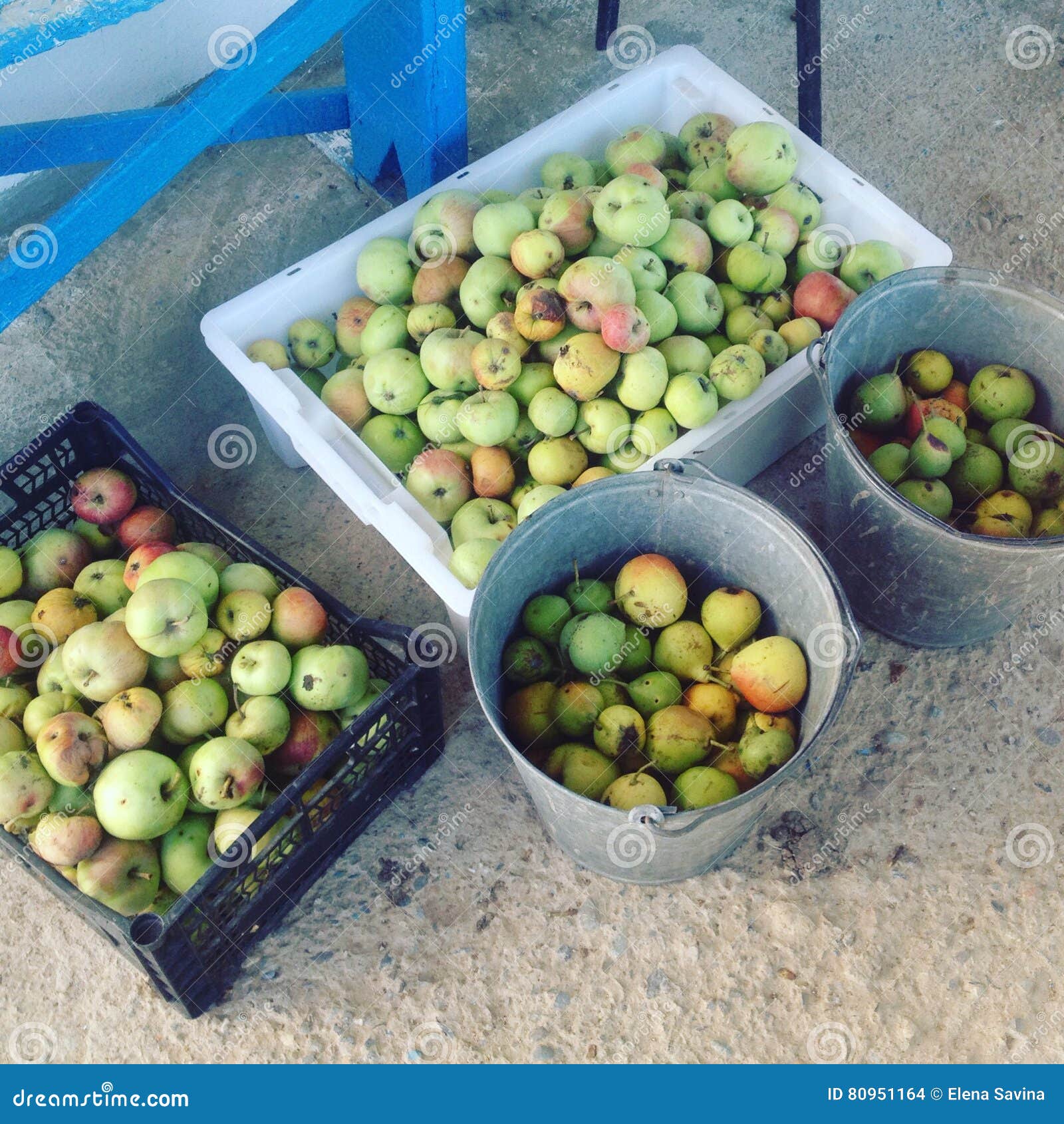 The Harvest of Pears and Apples Stock Photo Image of pears, bucket
