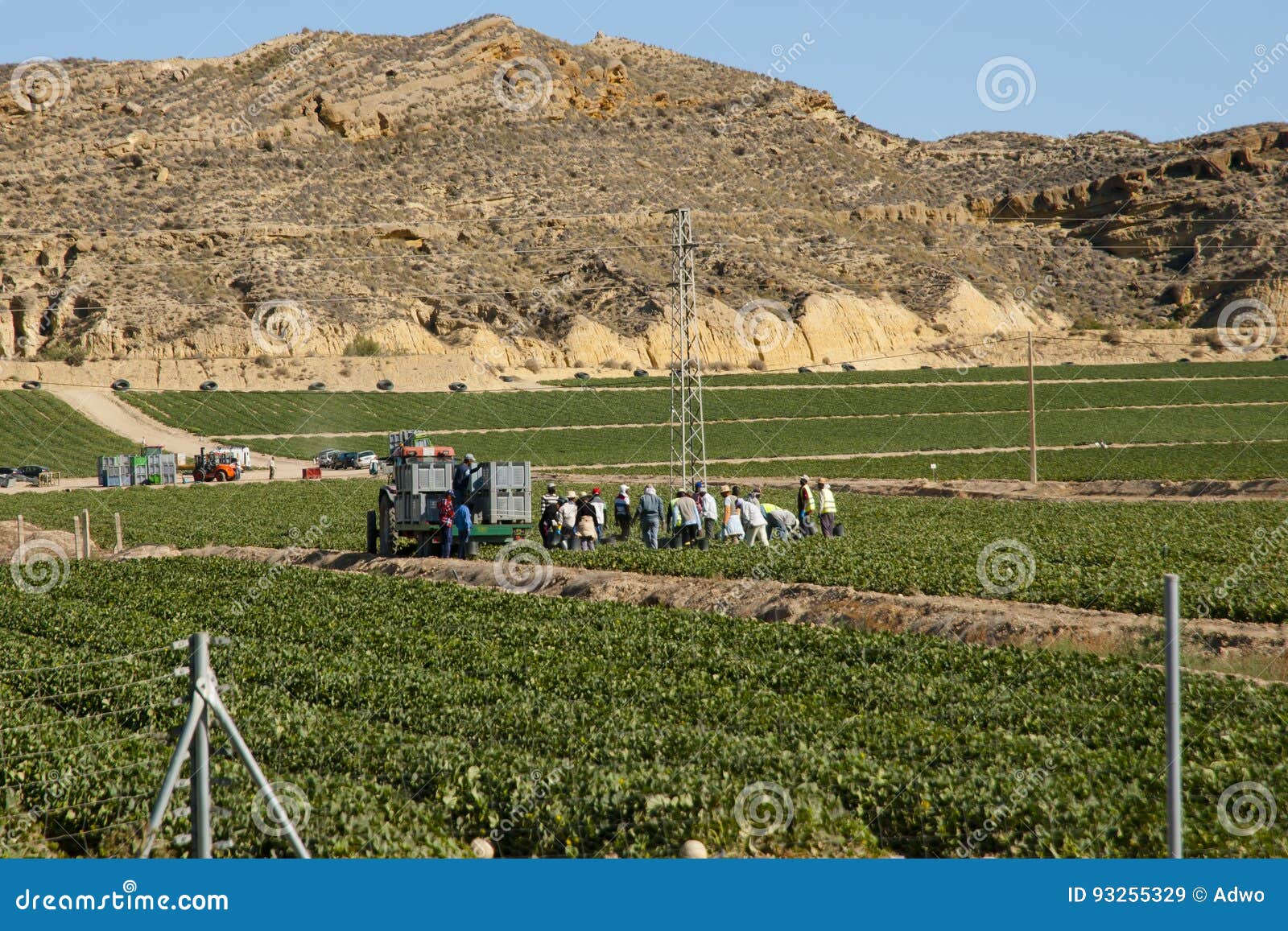 Harvest Picking Spain stock image. Image of harvesting 93255329