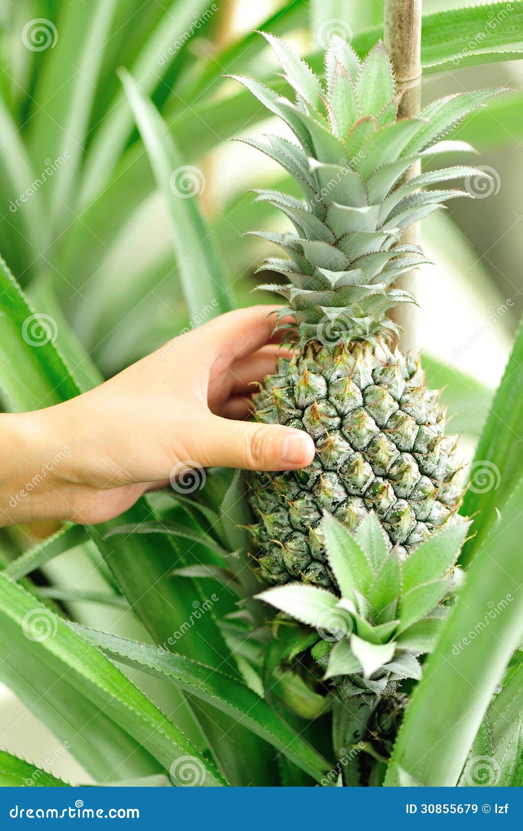 Harvest pineapple stock image. Image of botanic, grow 30855679