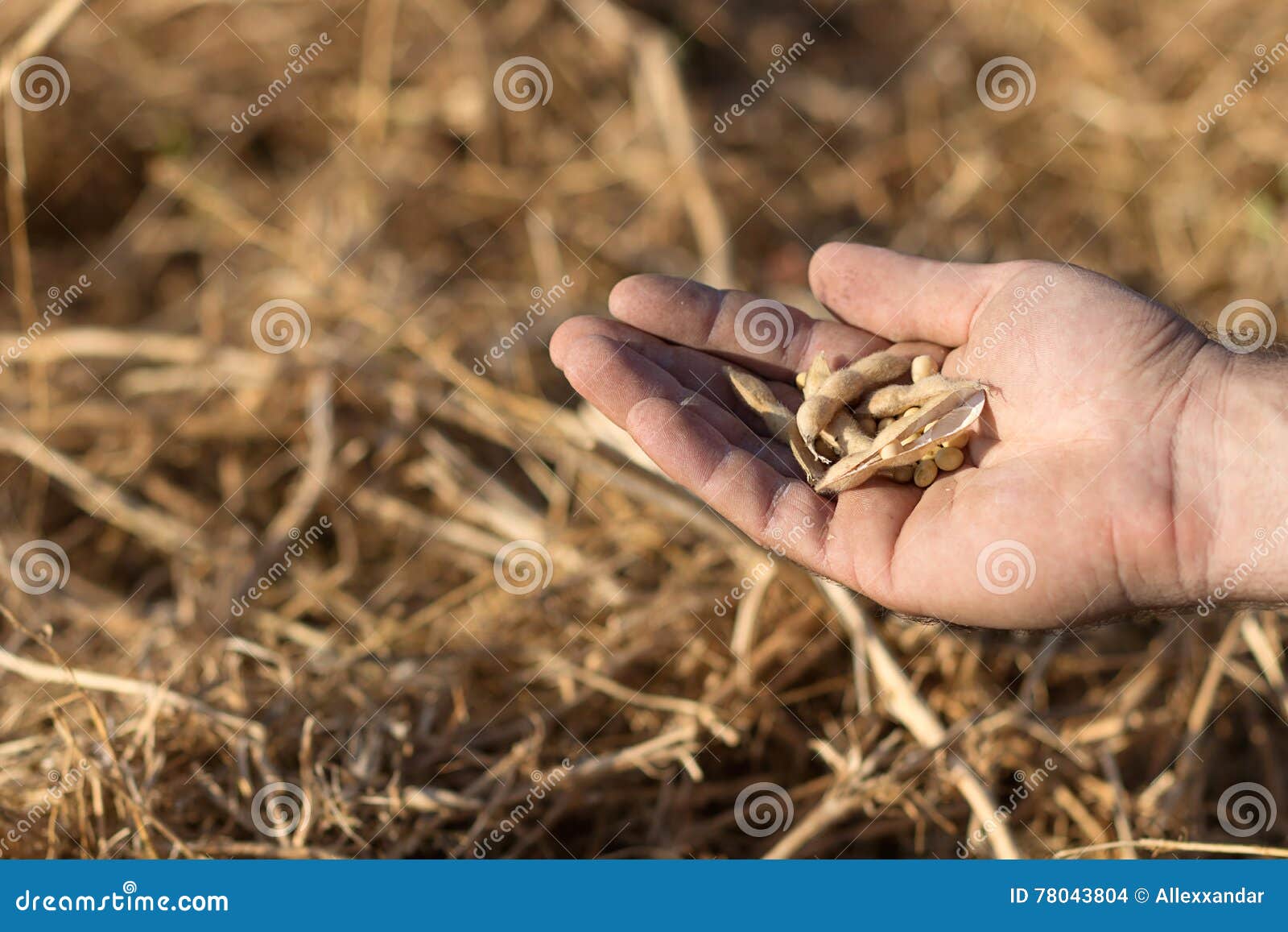 Harvest Ready Soy Bean. Hand Holding Soybean Stock Photo Image of
