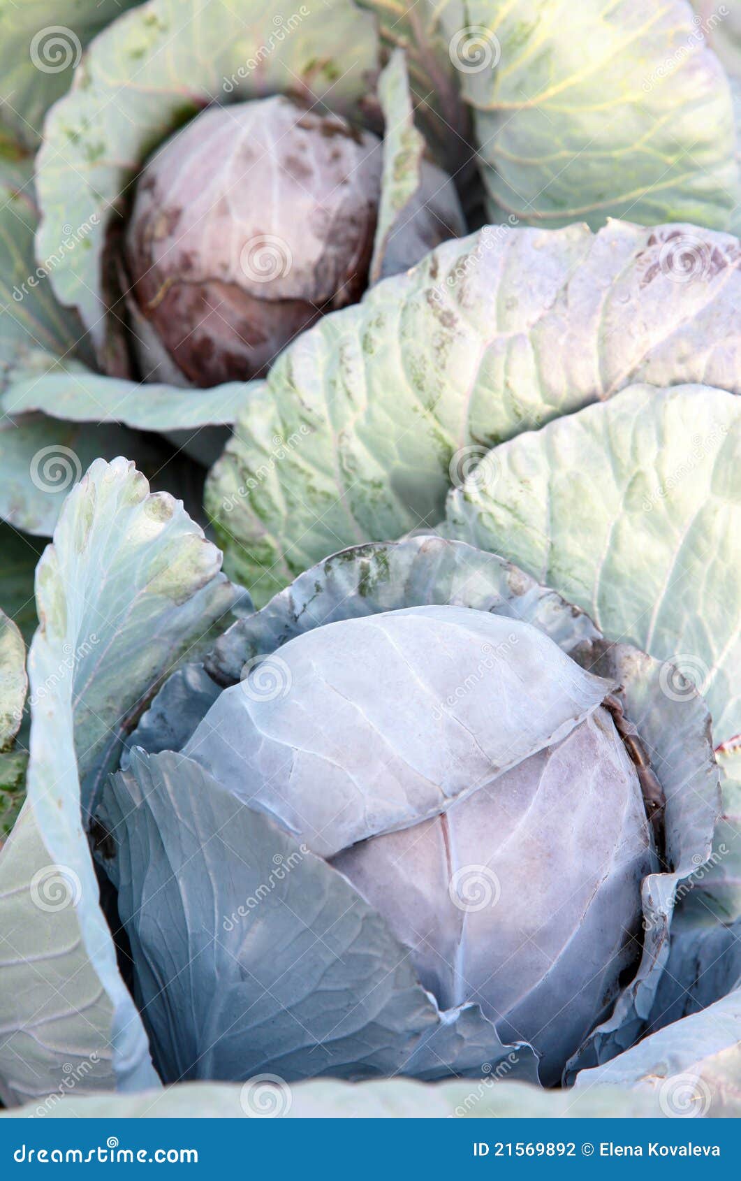 Harvest of the red cabbage stock photo. Image of food 21569892