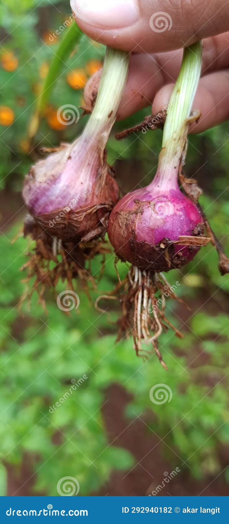 Harvest Red Onions in the Rainy Season Stock Photo Image of onions