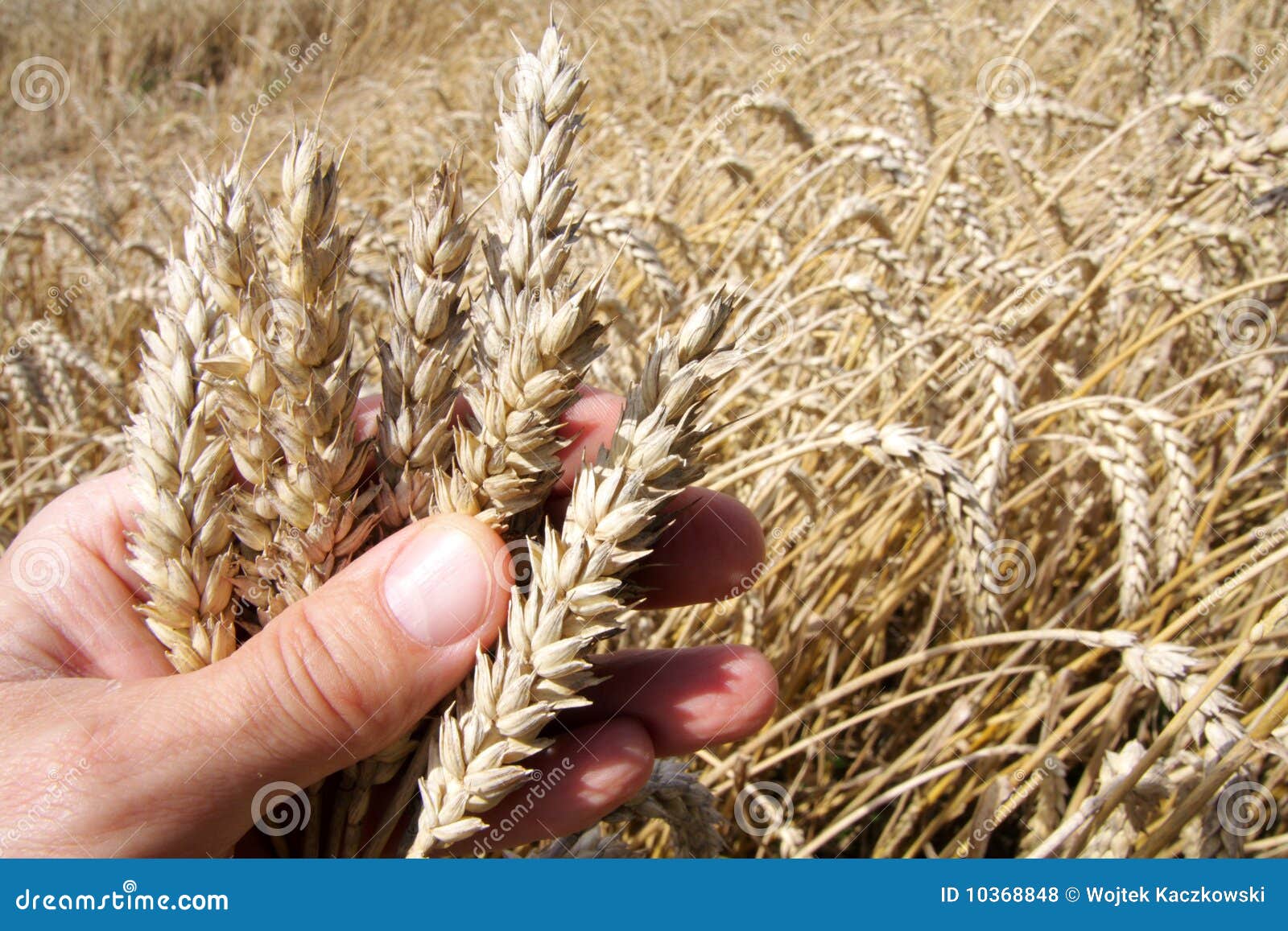 Harvest season stock photo. Image of summertime, crop 10368848
