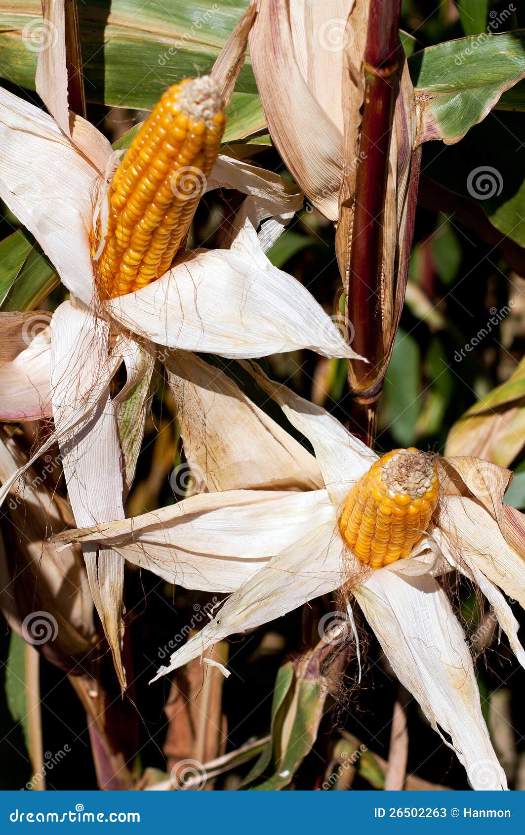 Harvest season corn stock image. Image of crop, husk 26502263