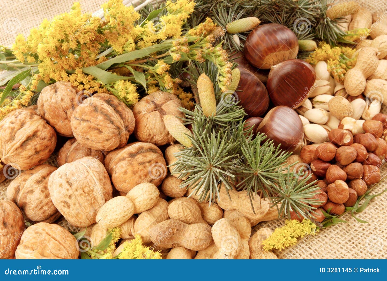 Harvest season, nuts stock image. Image of autumn, chestnut 3281145