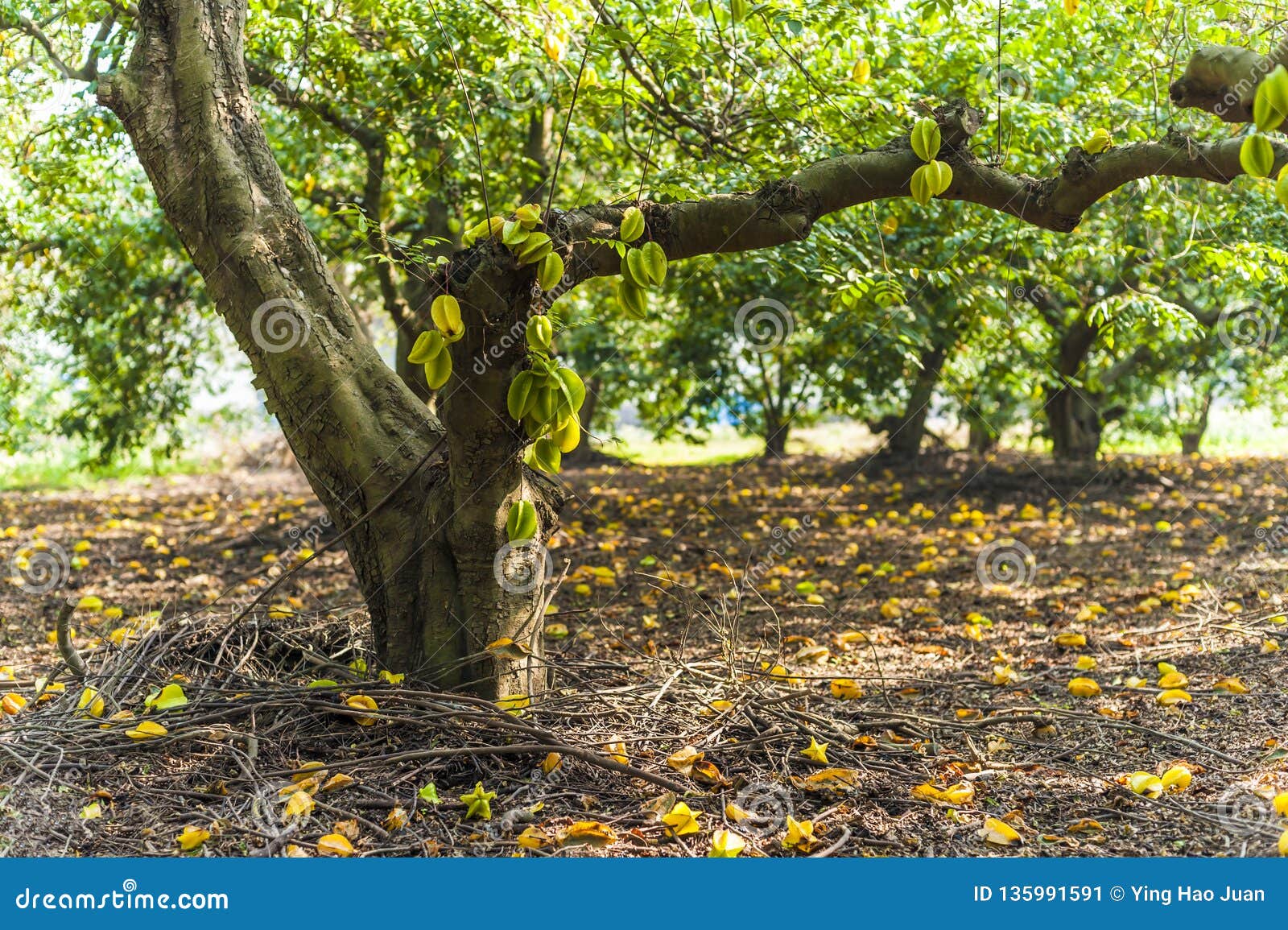 فاكهة Starfruit تنمو على جذع الشجرة