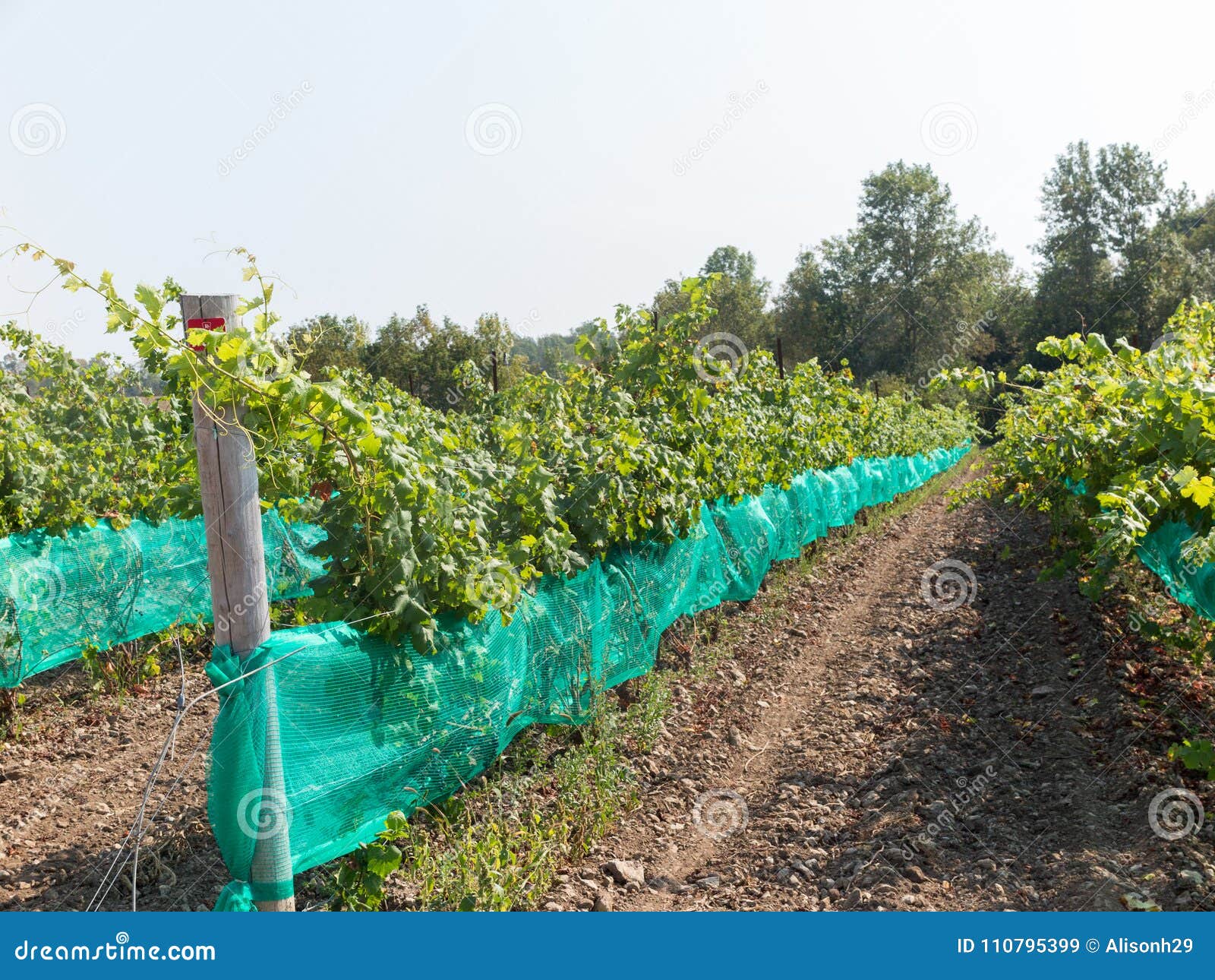 Harvest season at Vineyard stock image. Image of vine 110795399