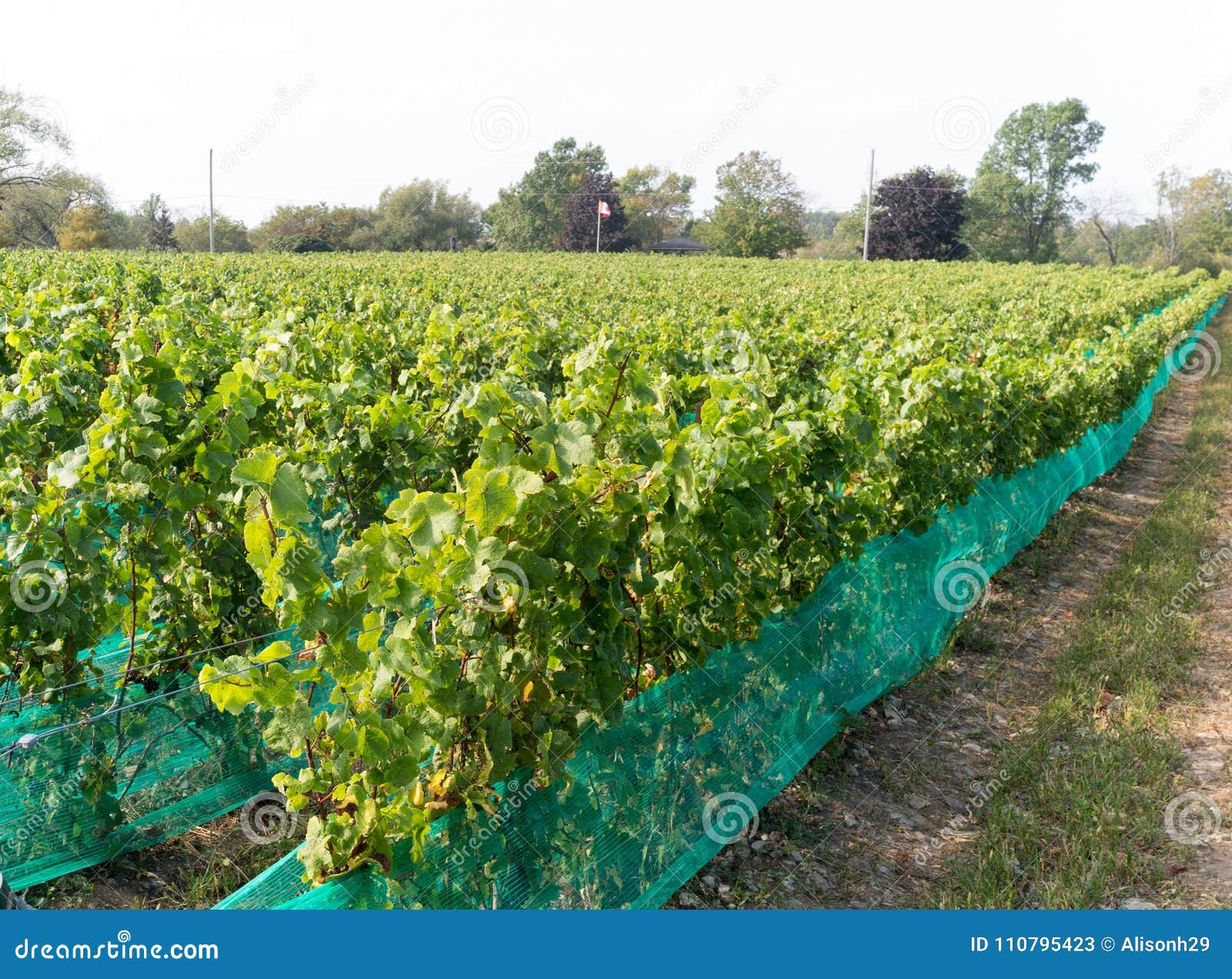 Harvest season at Vineyard stock image. Image of winery 110795423