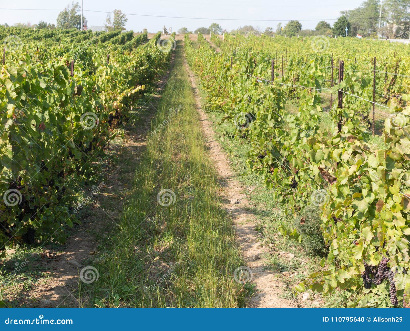 Harvest season at Vineyard stock photo. Image of season 110795640