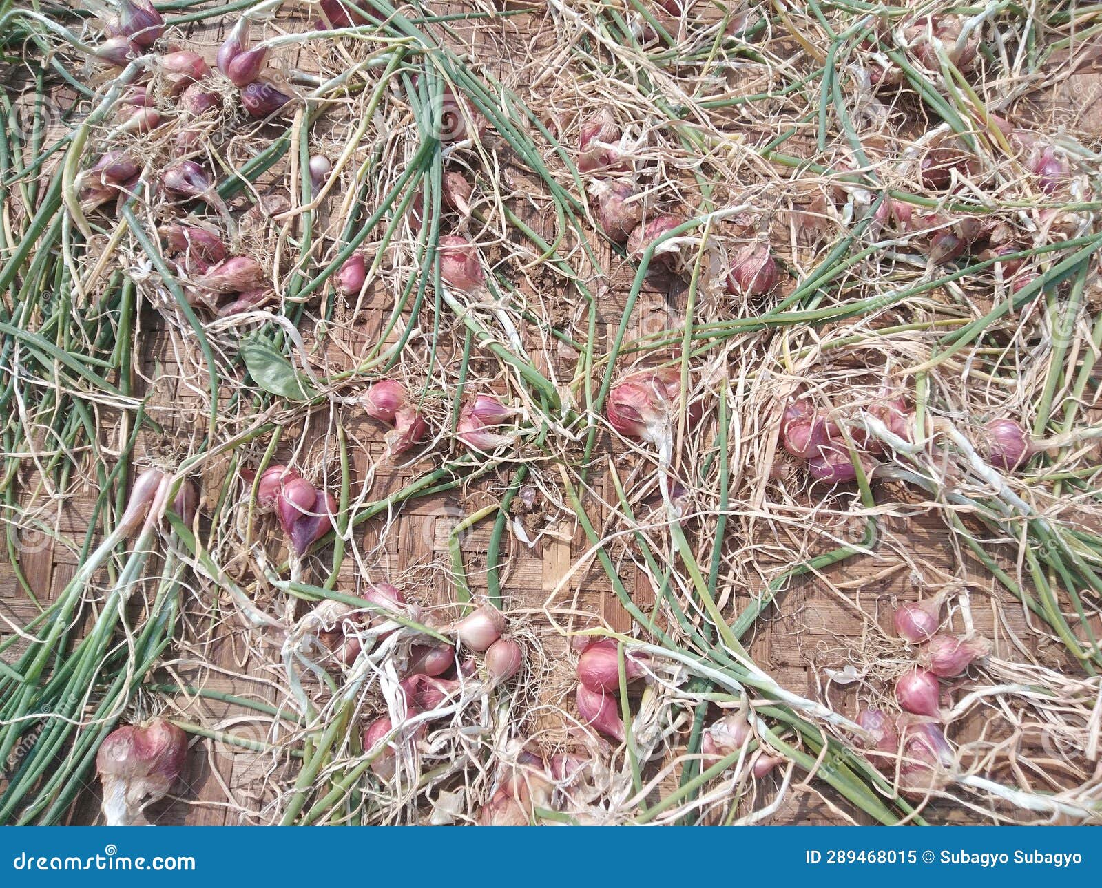 Harvest Shallot Bulbs from Your Yard Stock Image Image of harvest