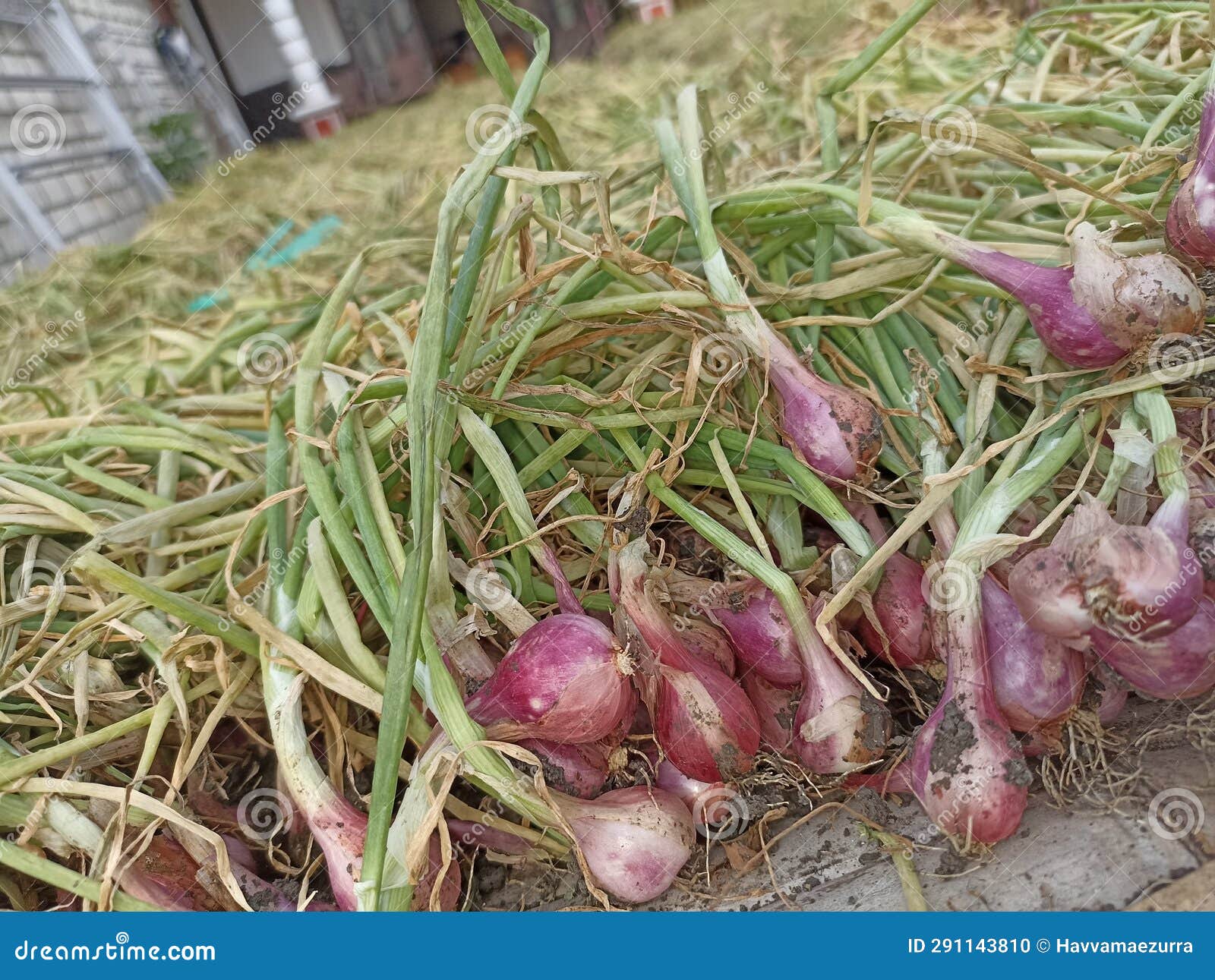 Harvest Shallots Directly from the Fields Mantab Stock Photo Image of