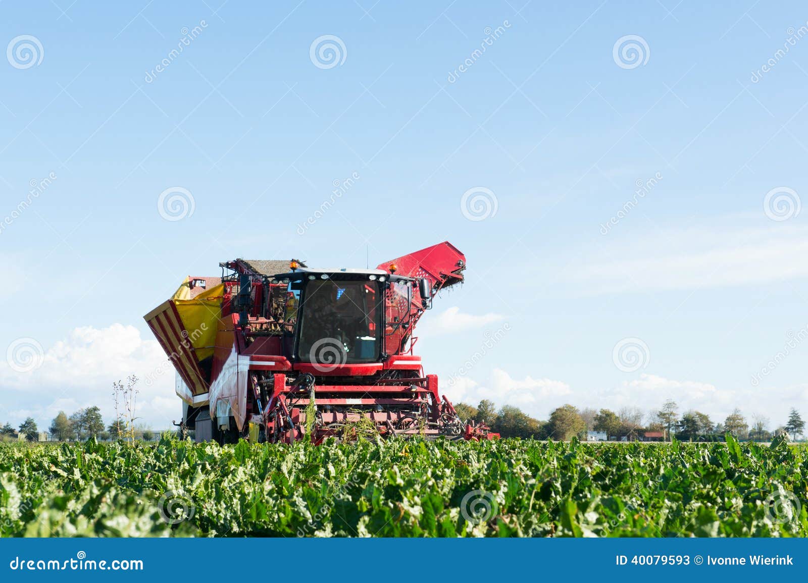 Harvest of Sugar beets stock image. Image of seagulls 40079593