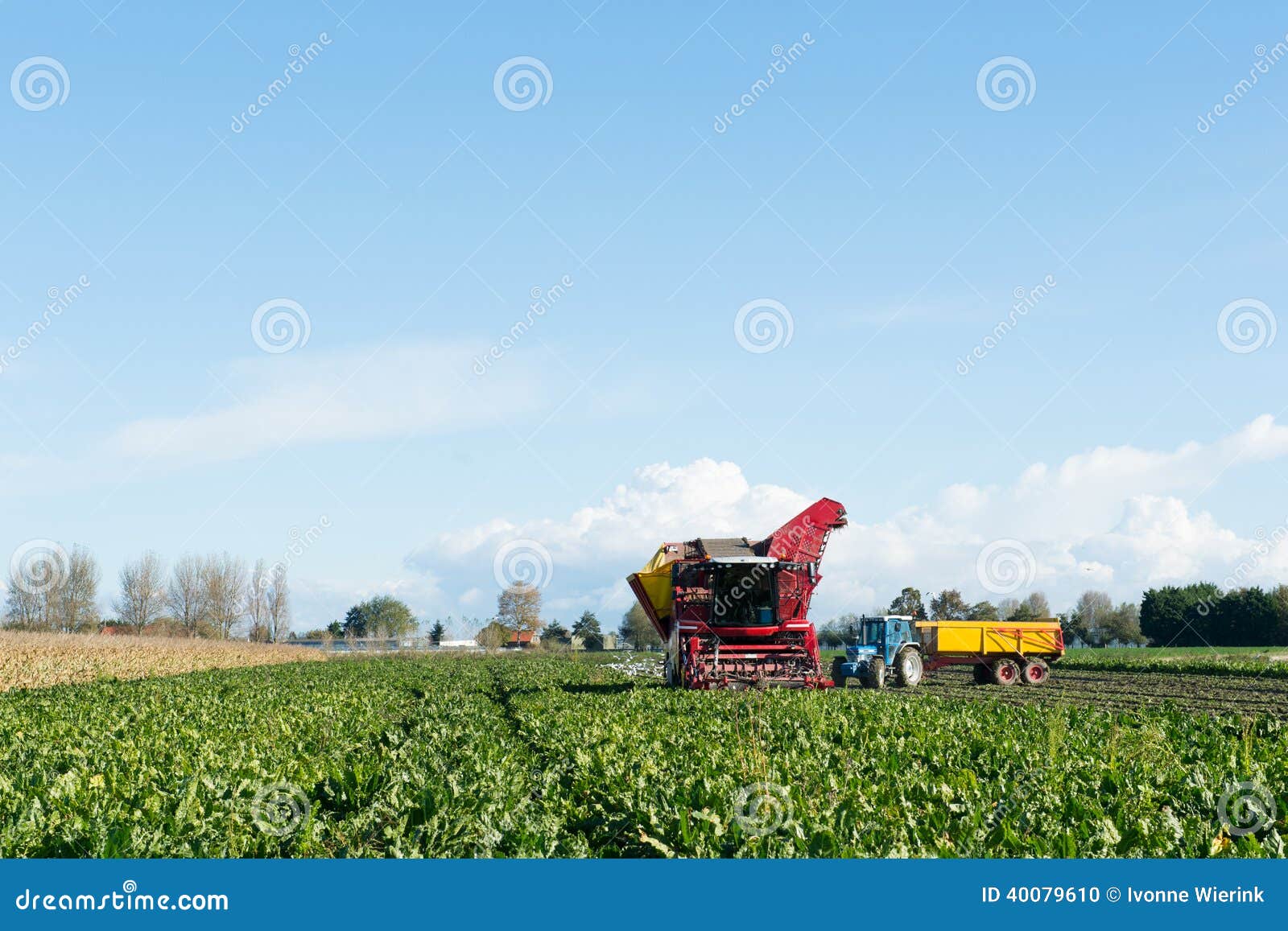 Harvest of Sugar beets stock photo. Image of zeeland 40079610