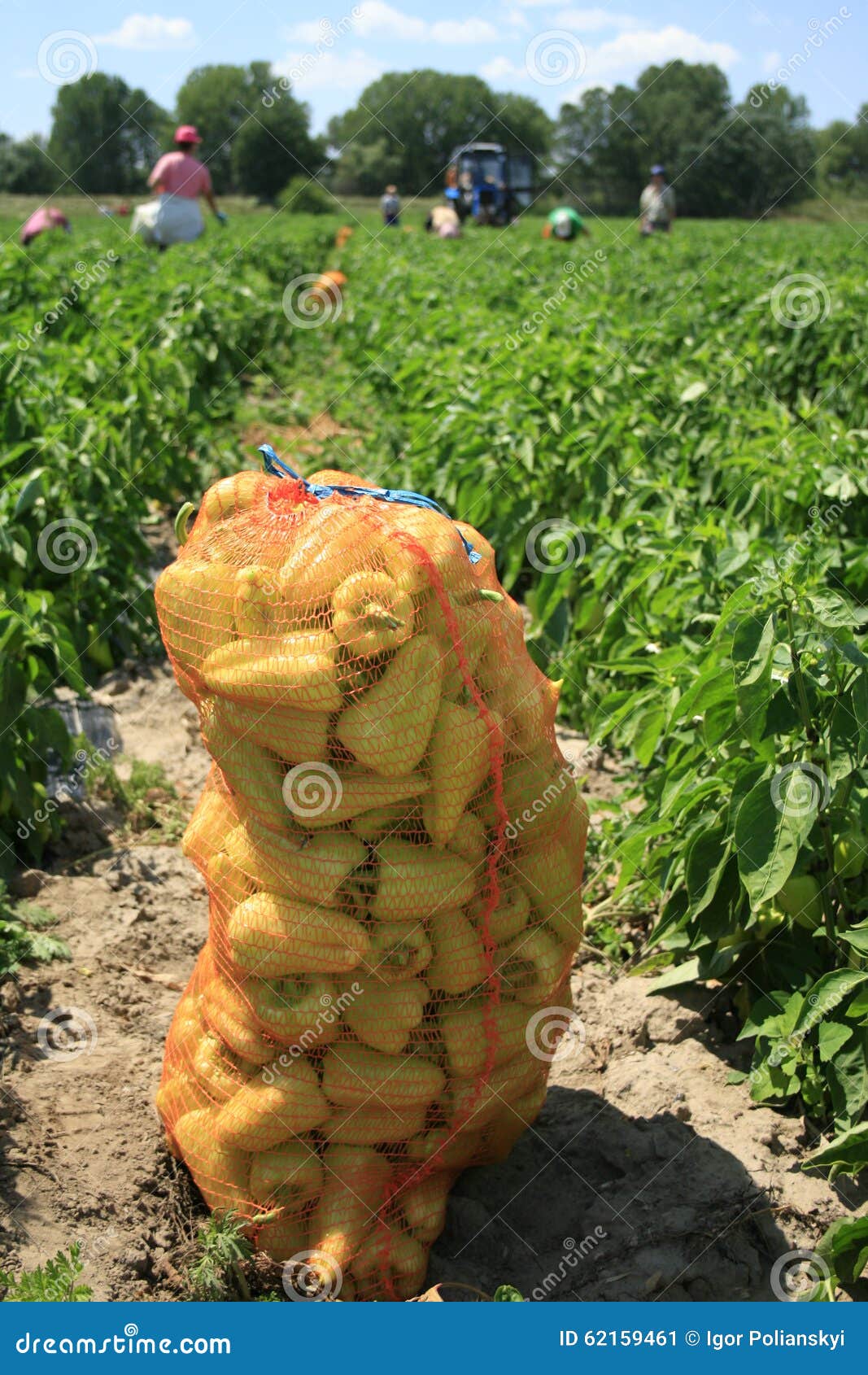 The Harvest of Sweet Pepper. Stock Image Image of food, sweet 62159461