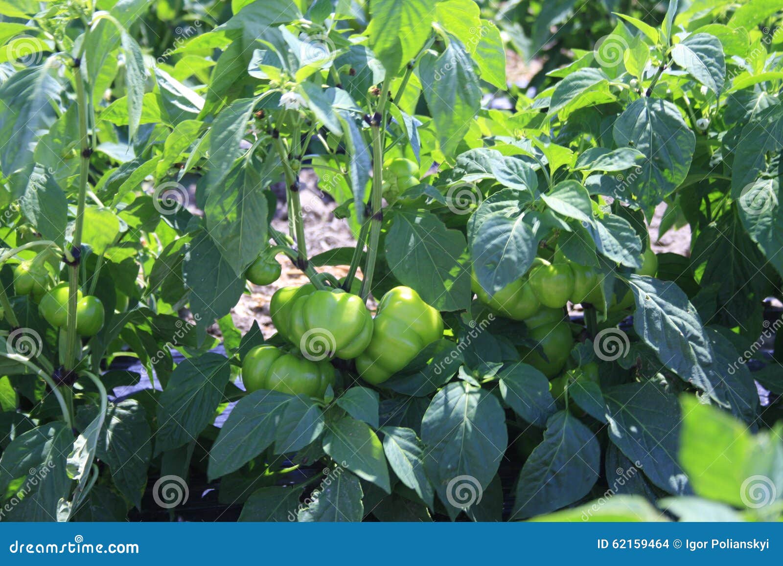 The Harvest of Sweet Pepper. Stock Photo Image of open, farm 62159464