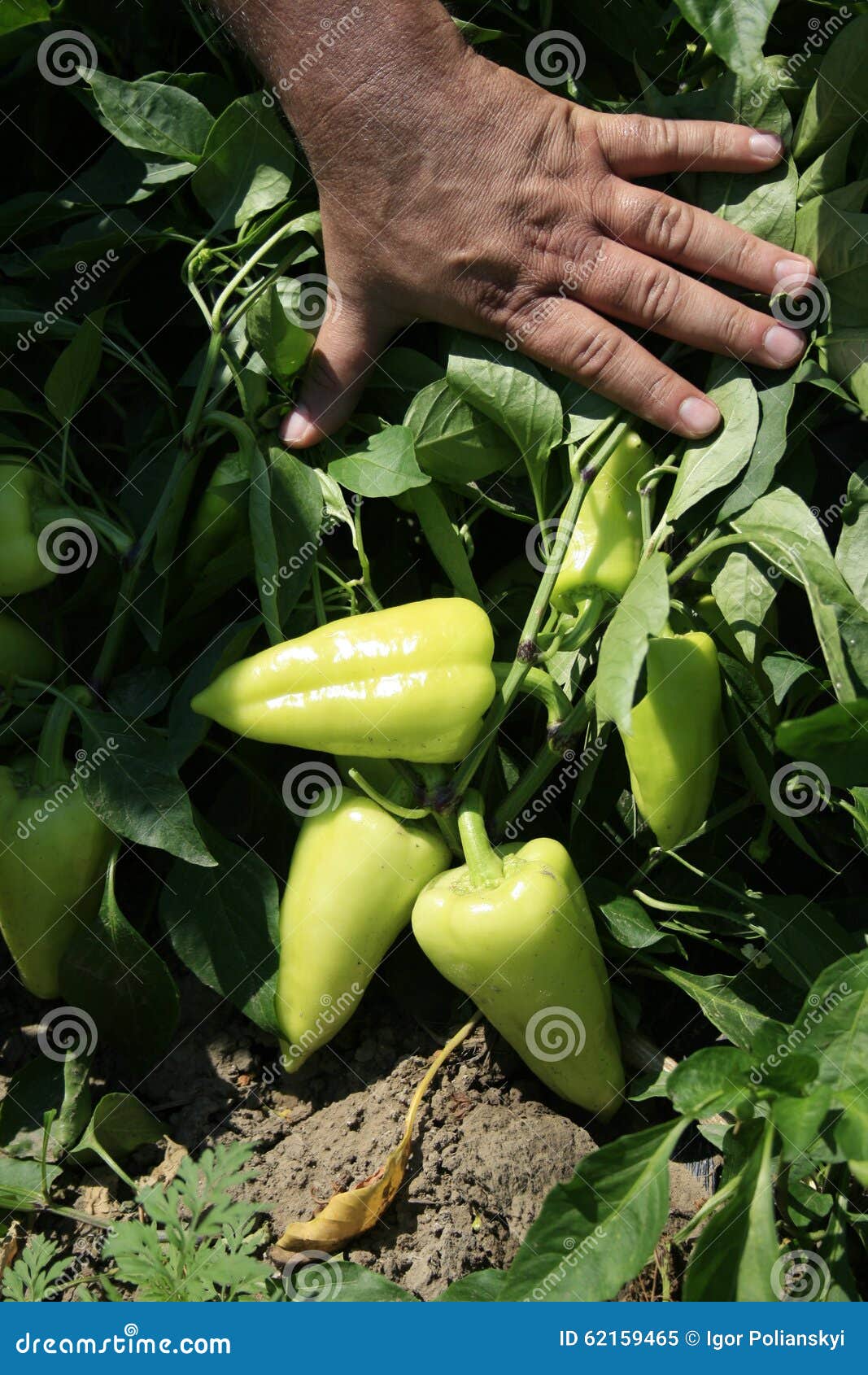 The Harvest of Sweet Pepper. Stock Image Image of nature, open 62159465