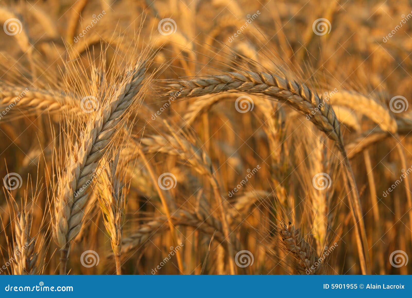 Harvest time stock image. Image of golden, agriculture 5901955