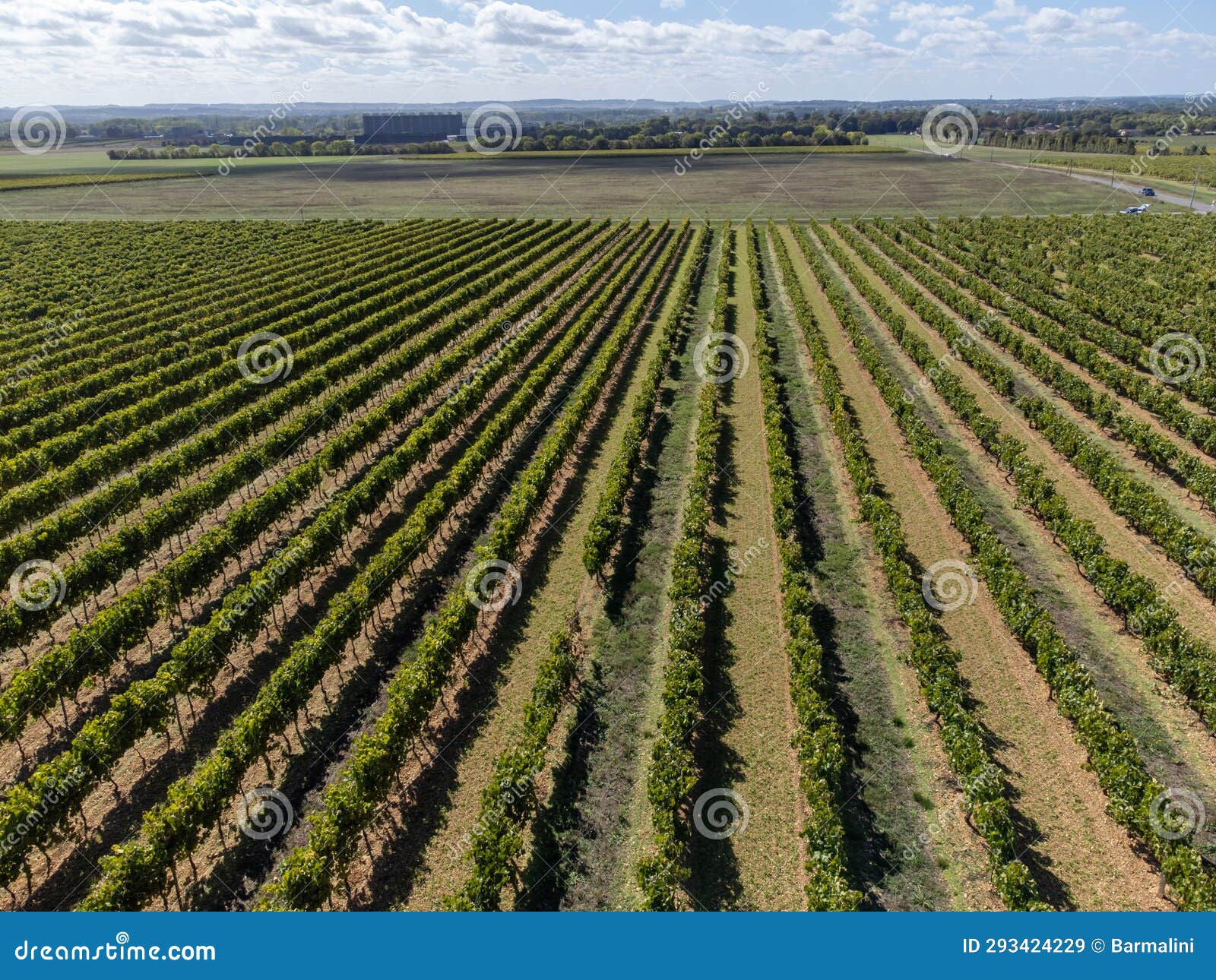 harvest time in cognac white wine region, charente, ripe ready to harvest ugni blanc grape uses for cognac strong spirits