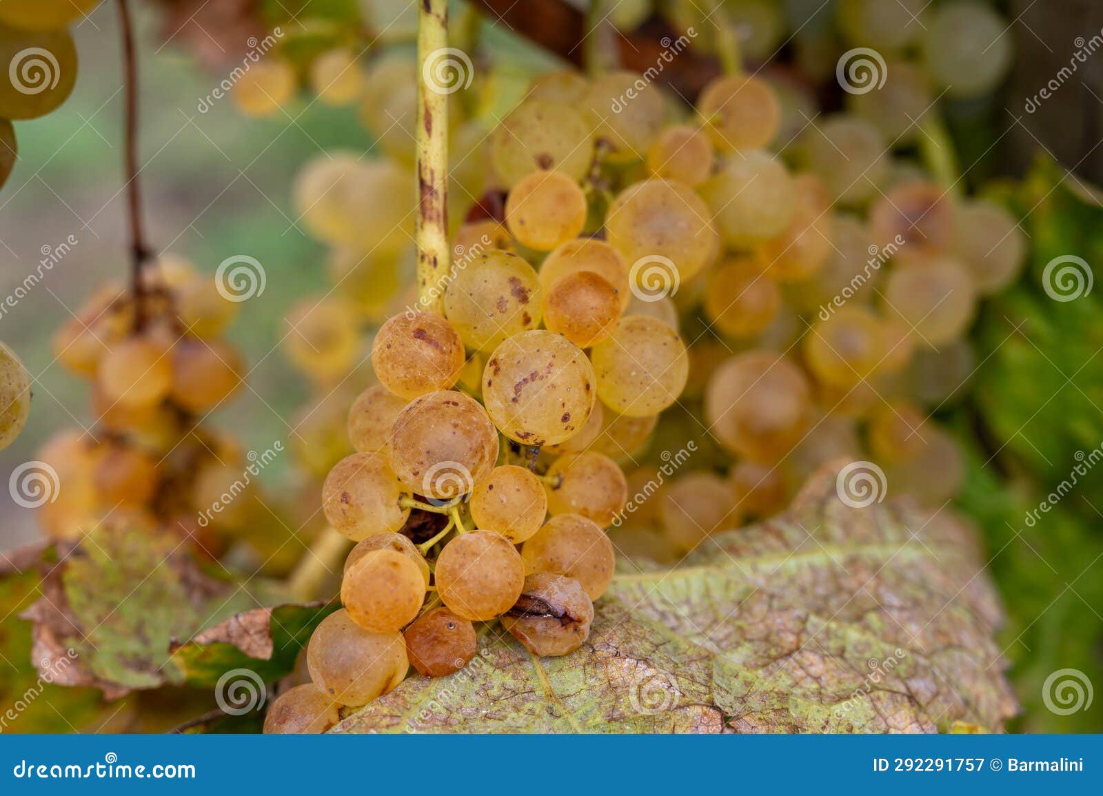 harvest time in cognac white wine region, charente, ripe ready to harvest ugni blanc grape uses for cognac strong spirits