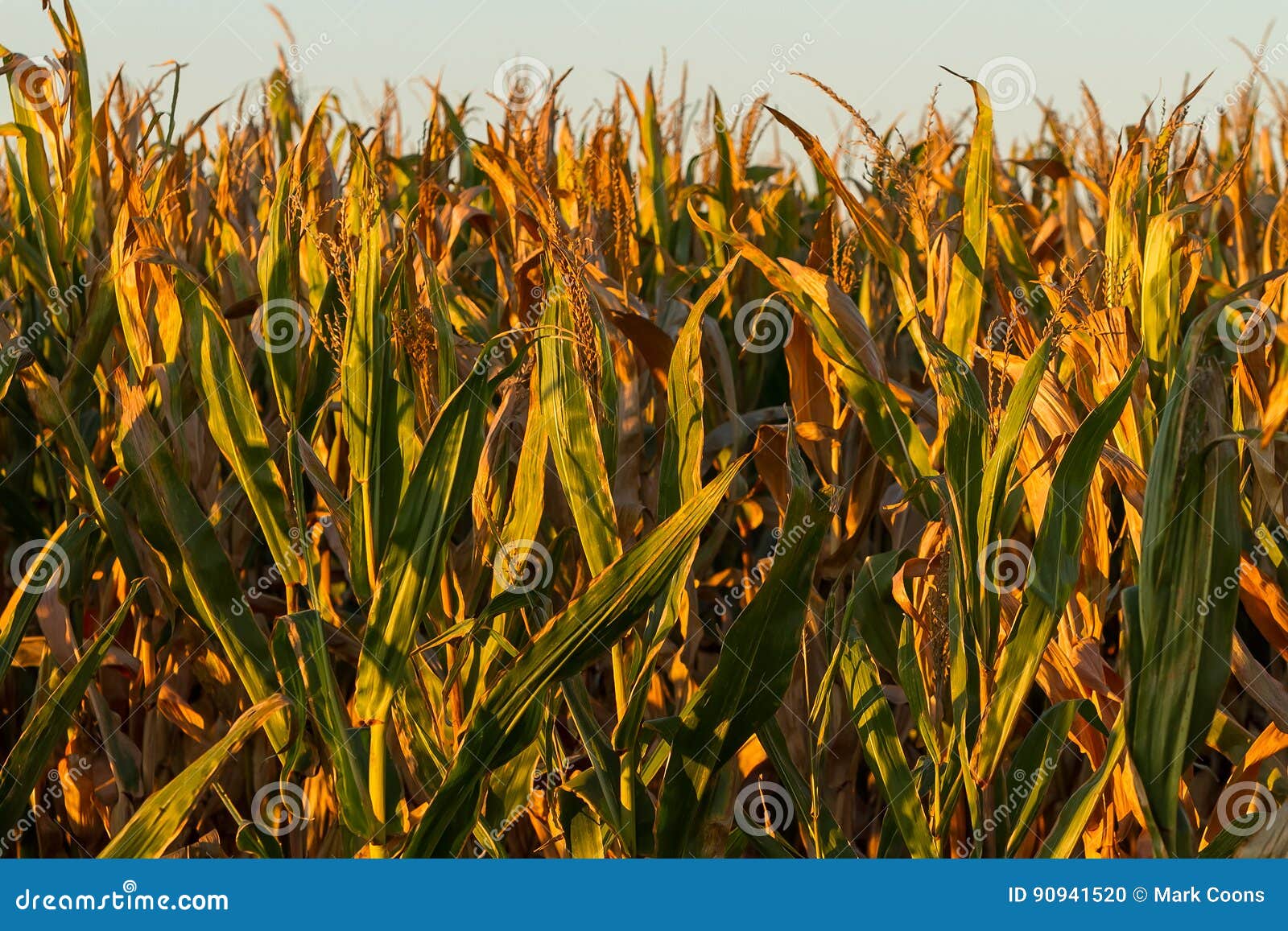Almost Harvest Time for this Crop of Field Corn Stock Photo Image of