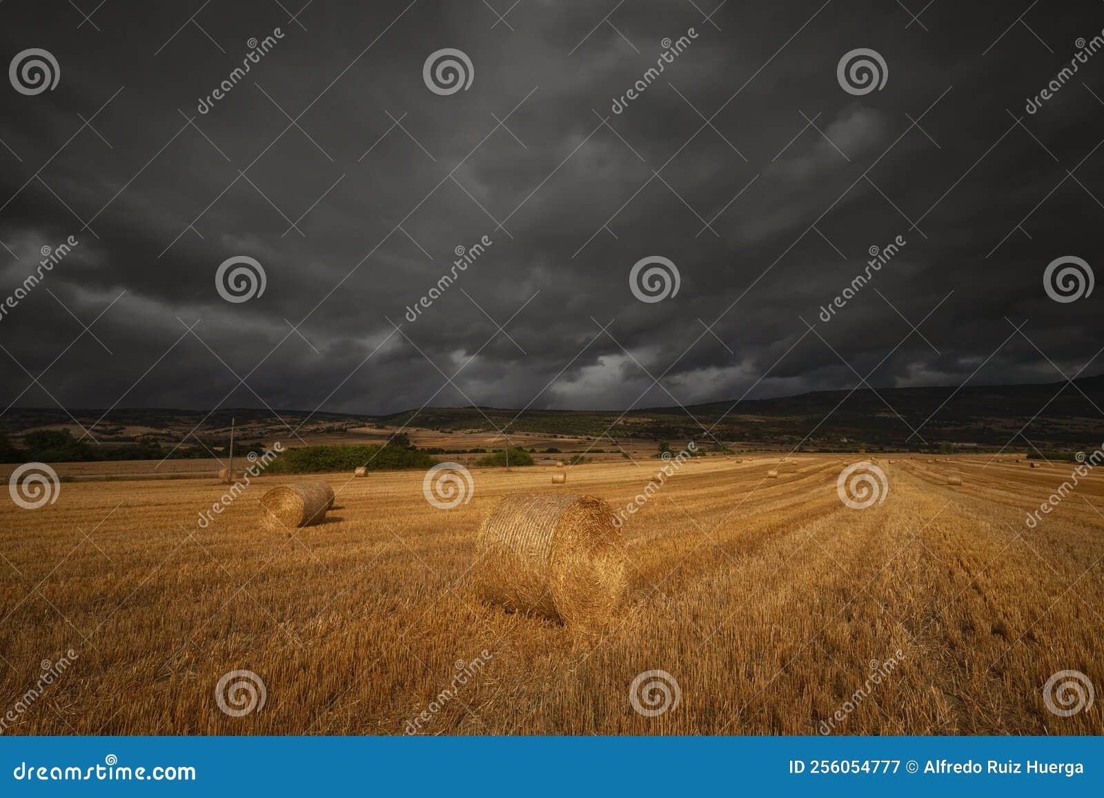 harvest time, summer field in espejo