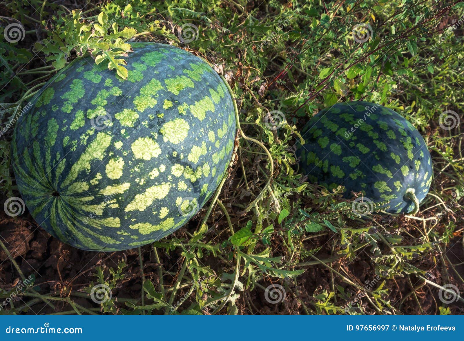 The Harvest of Two Watermelons in the Morning Sun Stock Image Image of group, freshness 97656997